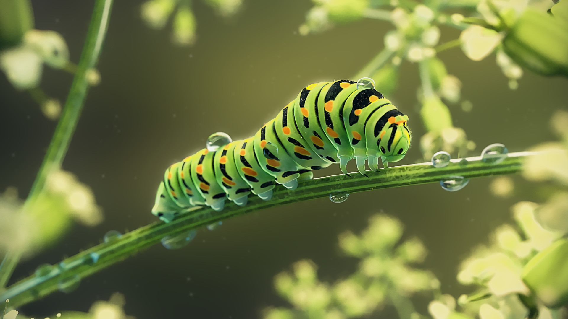Phone Background Full HD animal, leaf, painting, caterpillar