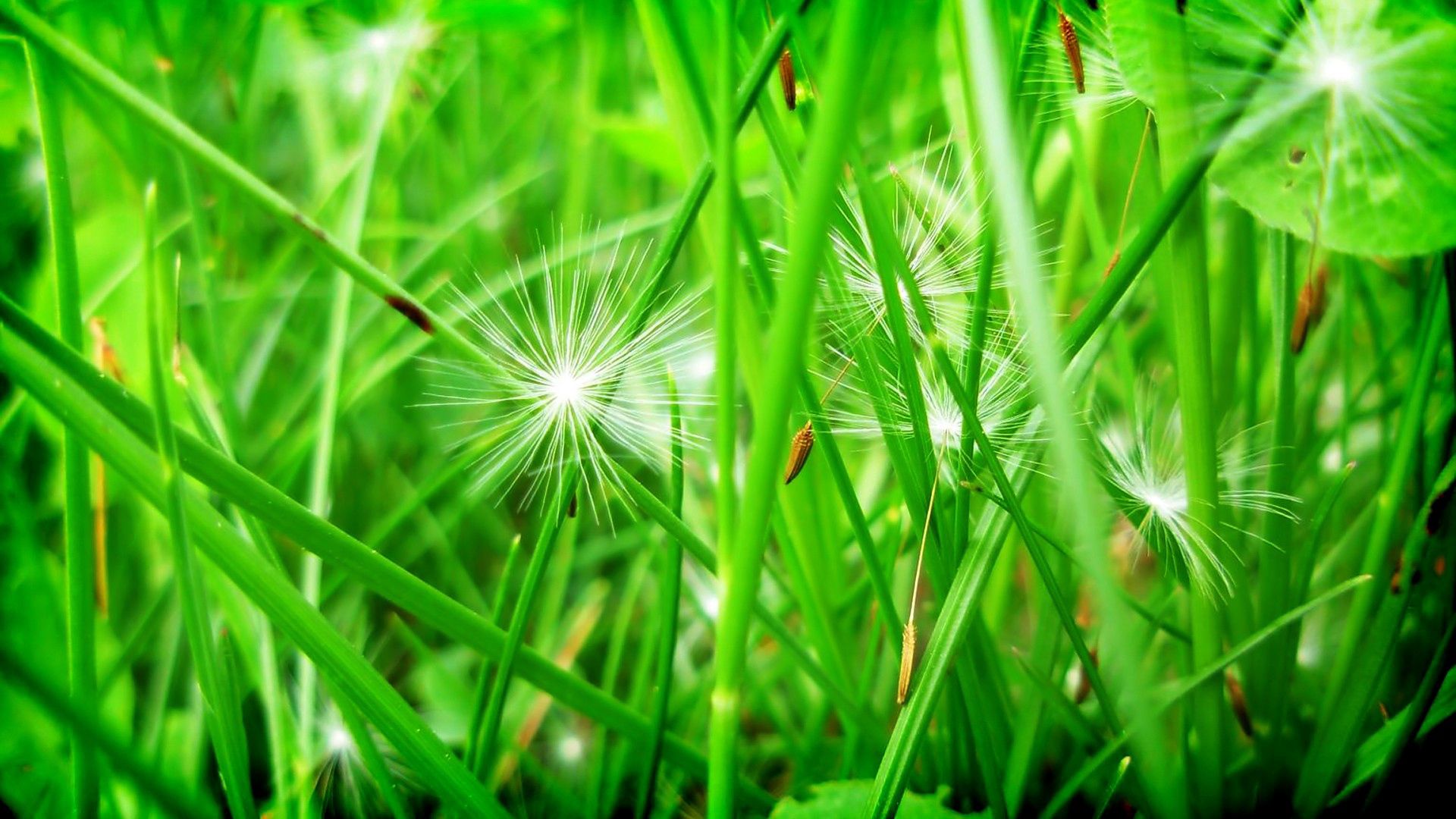 Handy-Wallpaper Grass, Blätter, Löwenzahn, Makro, Saat, Samen kostenlos herunterladen.