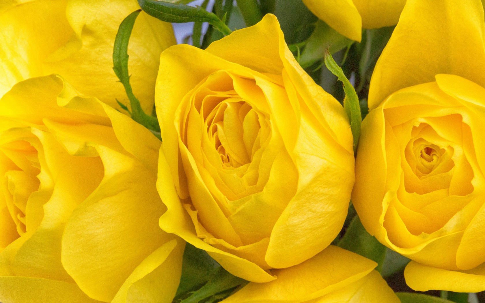 Laden Sie das Blumen, Roses, Blütenblätter, Knospen-Bild kostenlos auf Ihren PC-Desktop herunter