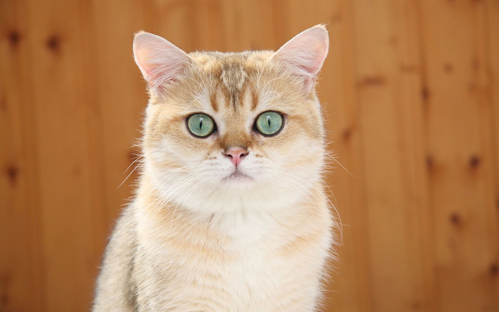 Die besten Rote Katze-Hintergründe für den Telefonbildschirm
