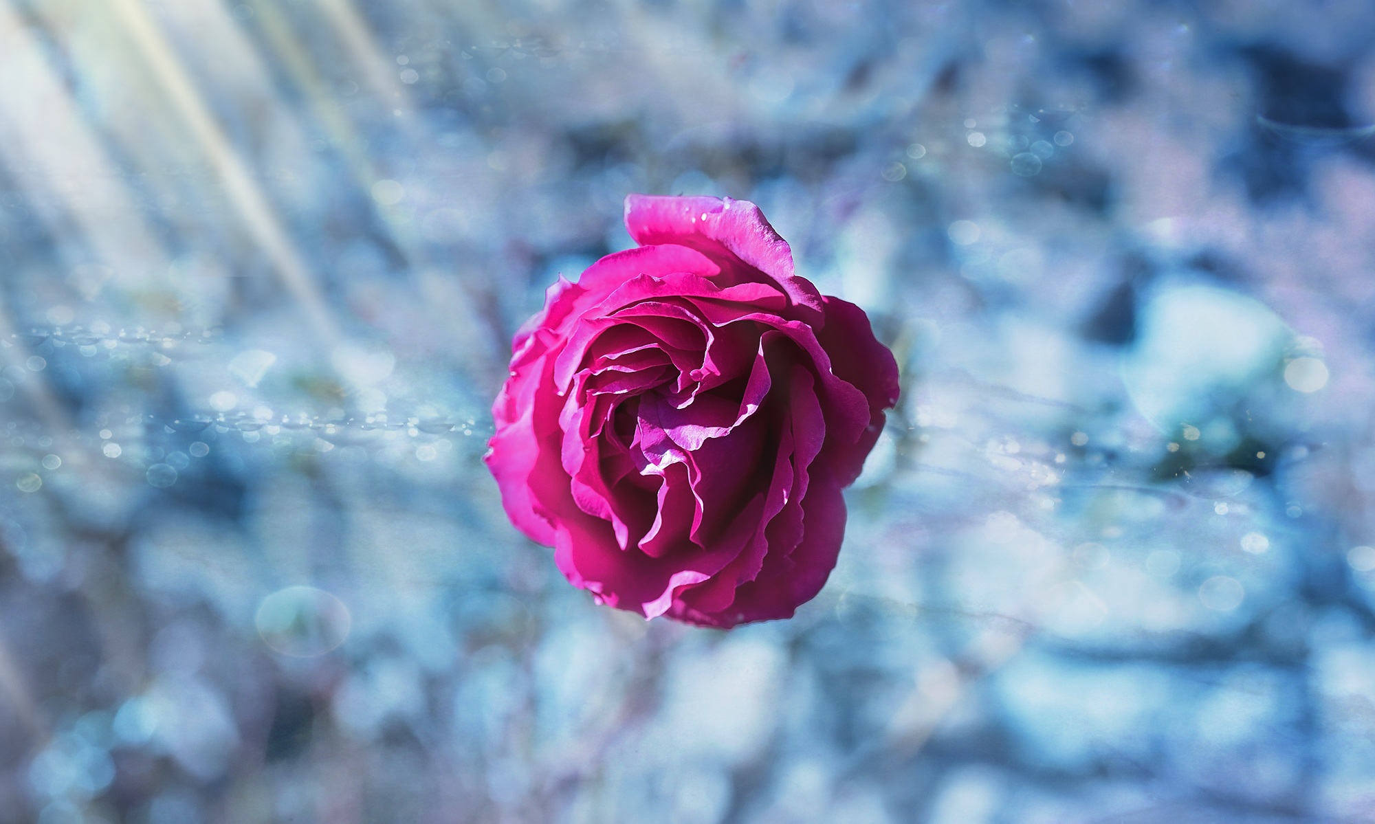 HD photos rose flower, macro, bud, blur