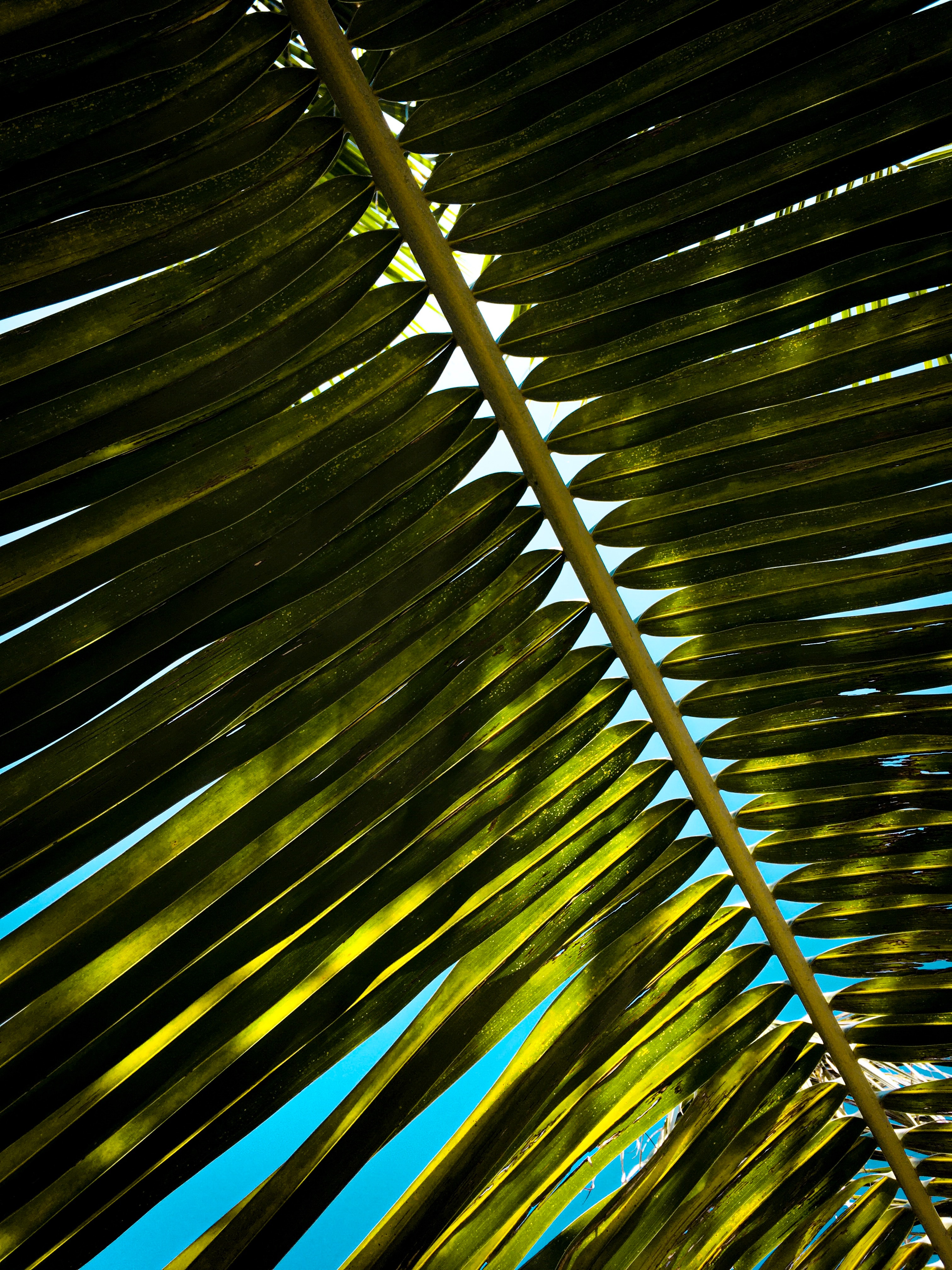 Desktop home screen Wallpaper branch, leaves, macro, green Palm