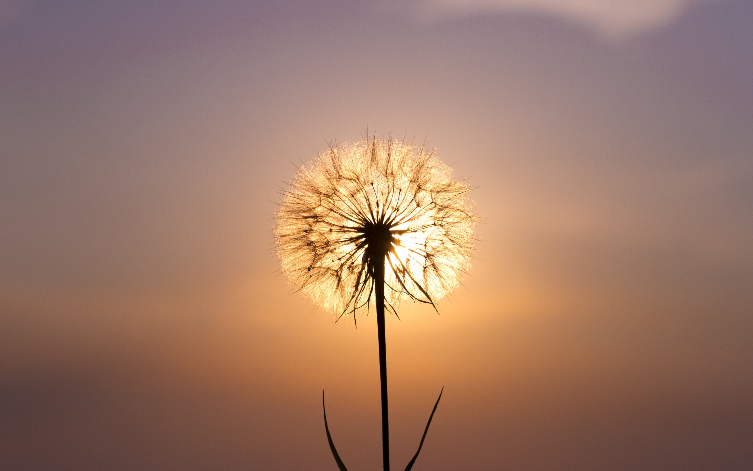 Dandelions HD download for free
