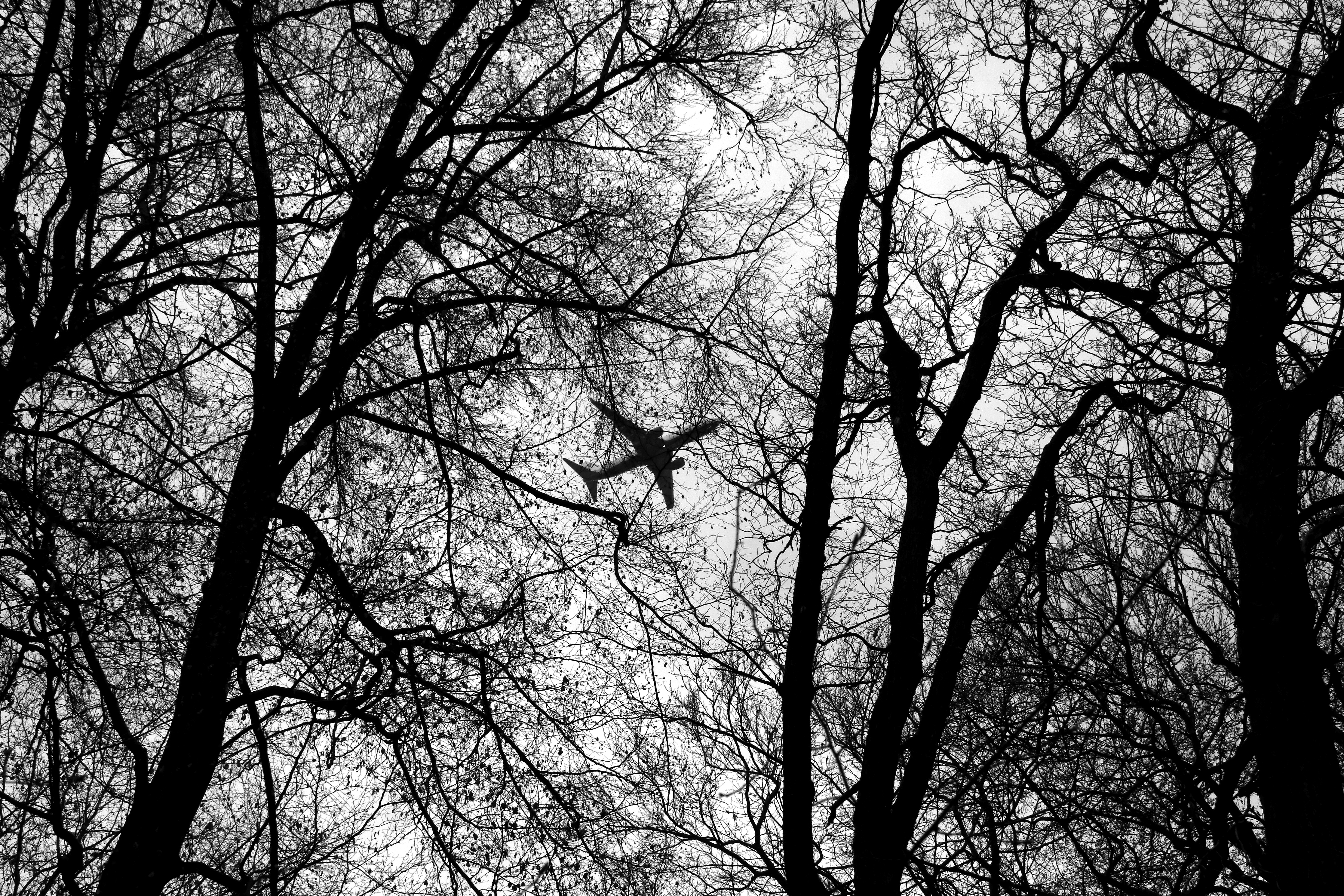 branches, plane, bw, black Airplane HQ Background Images