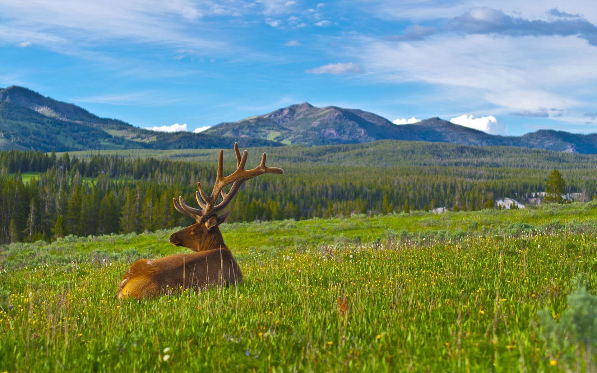 deer, horns, animals, landscape, grass, mountains