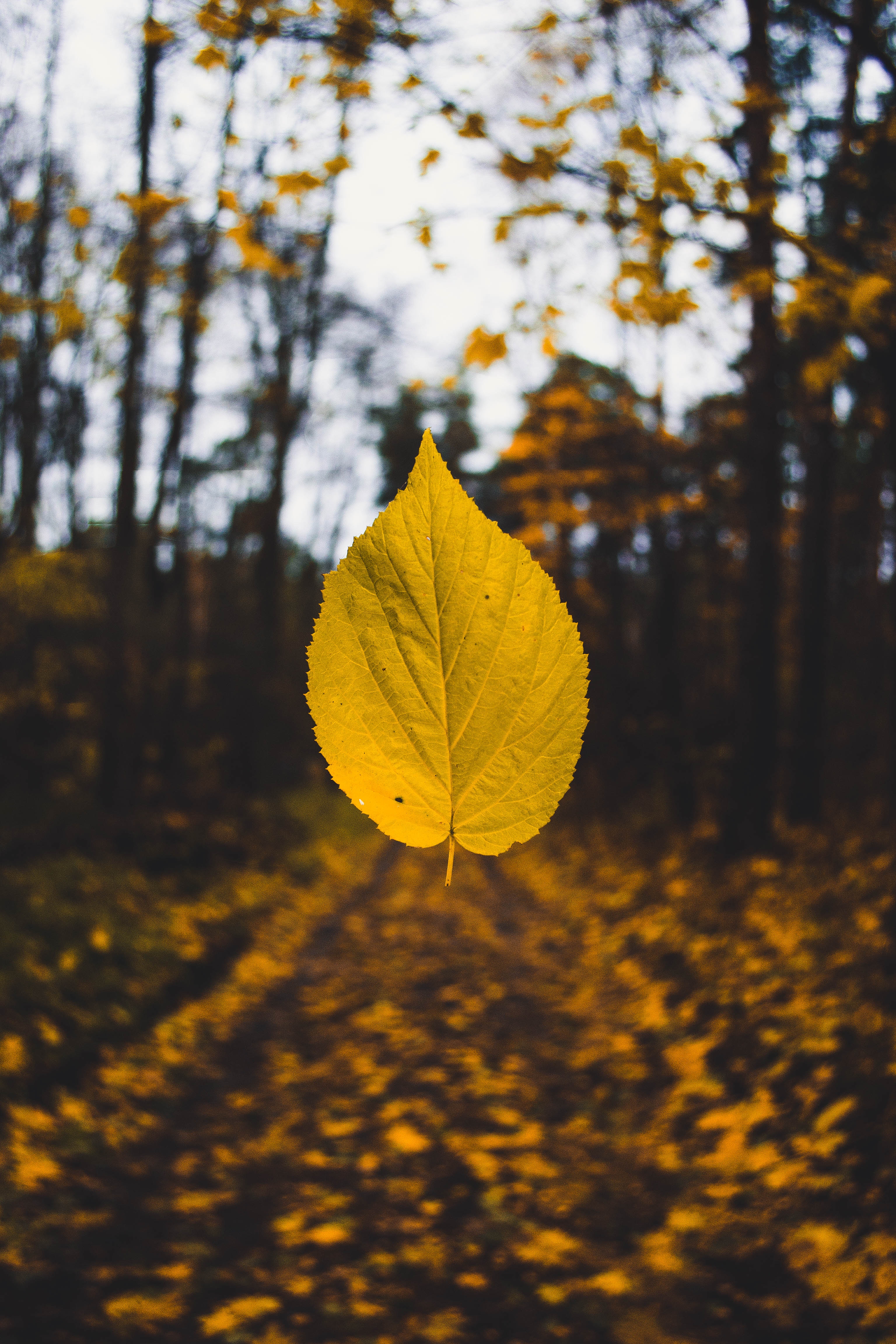 blur, levitation, autumn, yellow, macro, smooth, sheet, leaf Smartphone Background