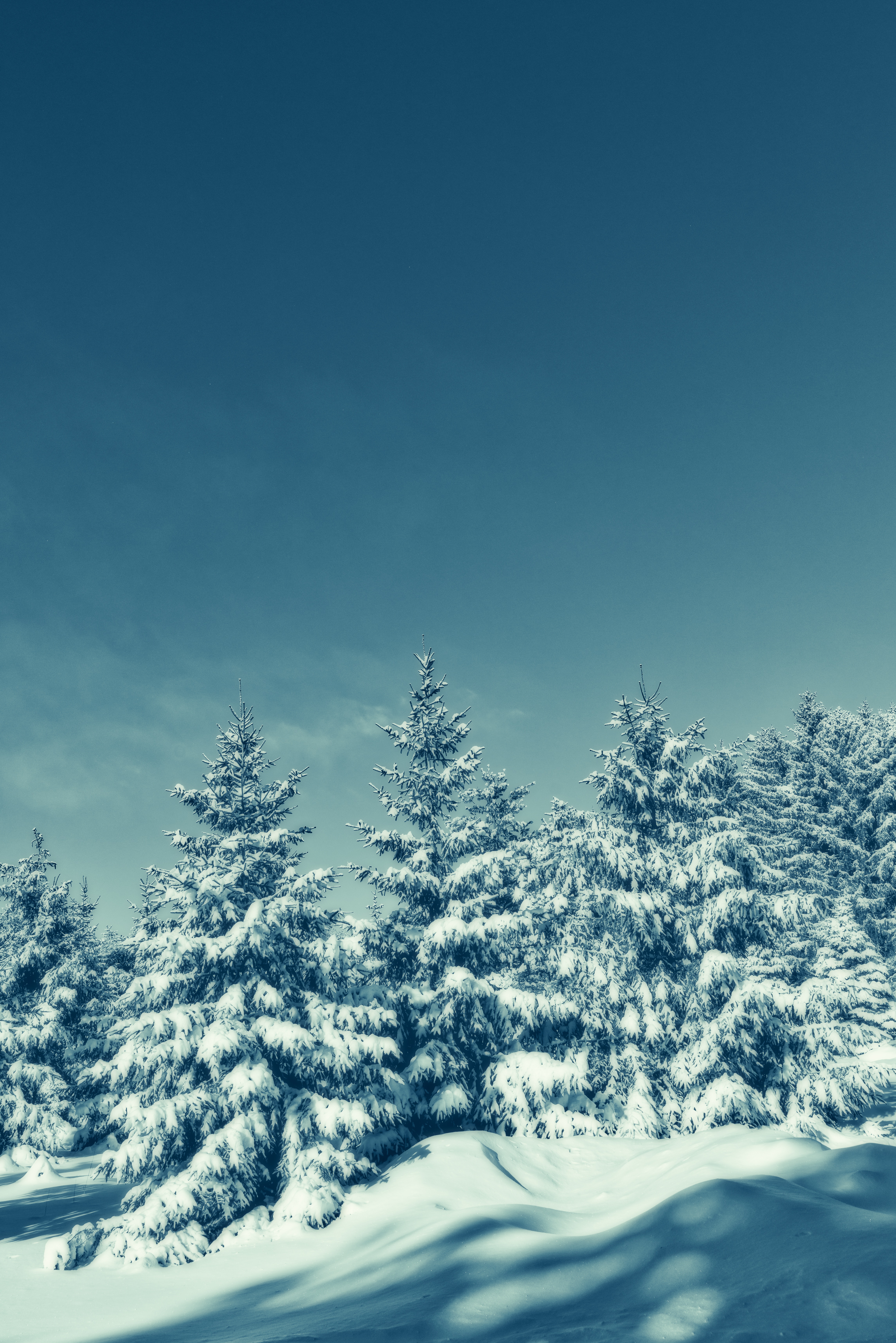 135694 скачать обои заснеженный, снег, зима, природа, деревья, небо - заставки и картинки бесплатно