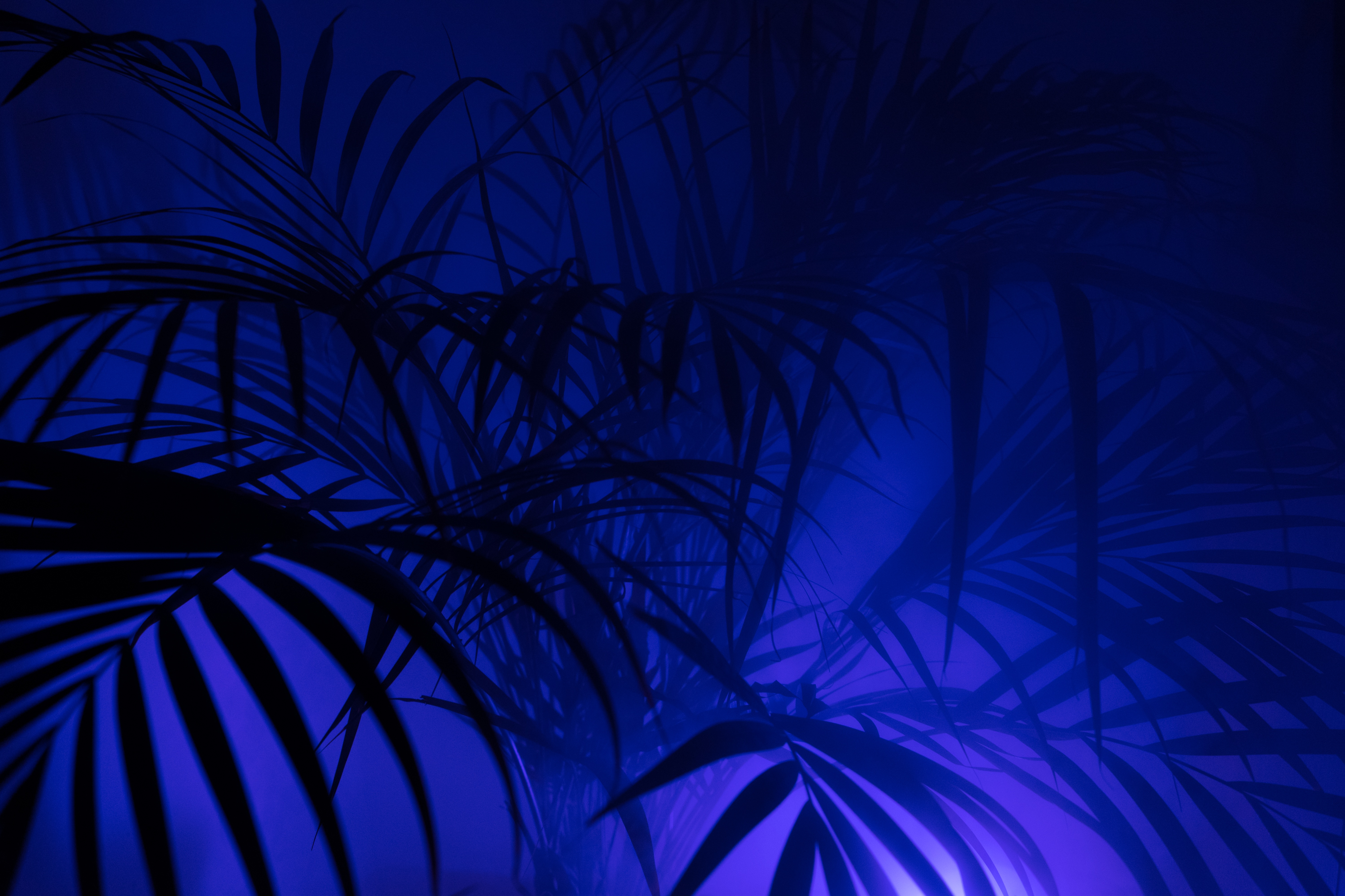 70397 Screensavers and Wallpapers Palm for phone. Download leaves, dark, silhouettes, palm, branches pictures for free