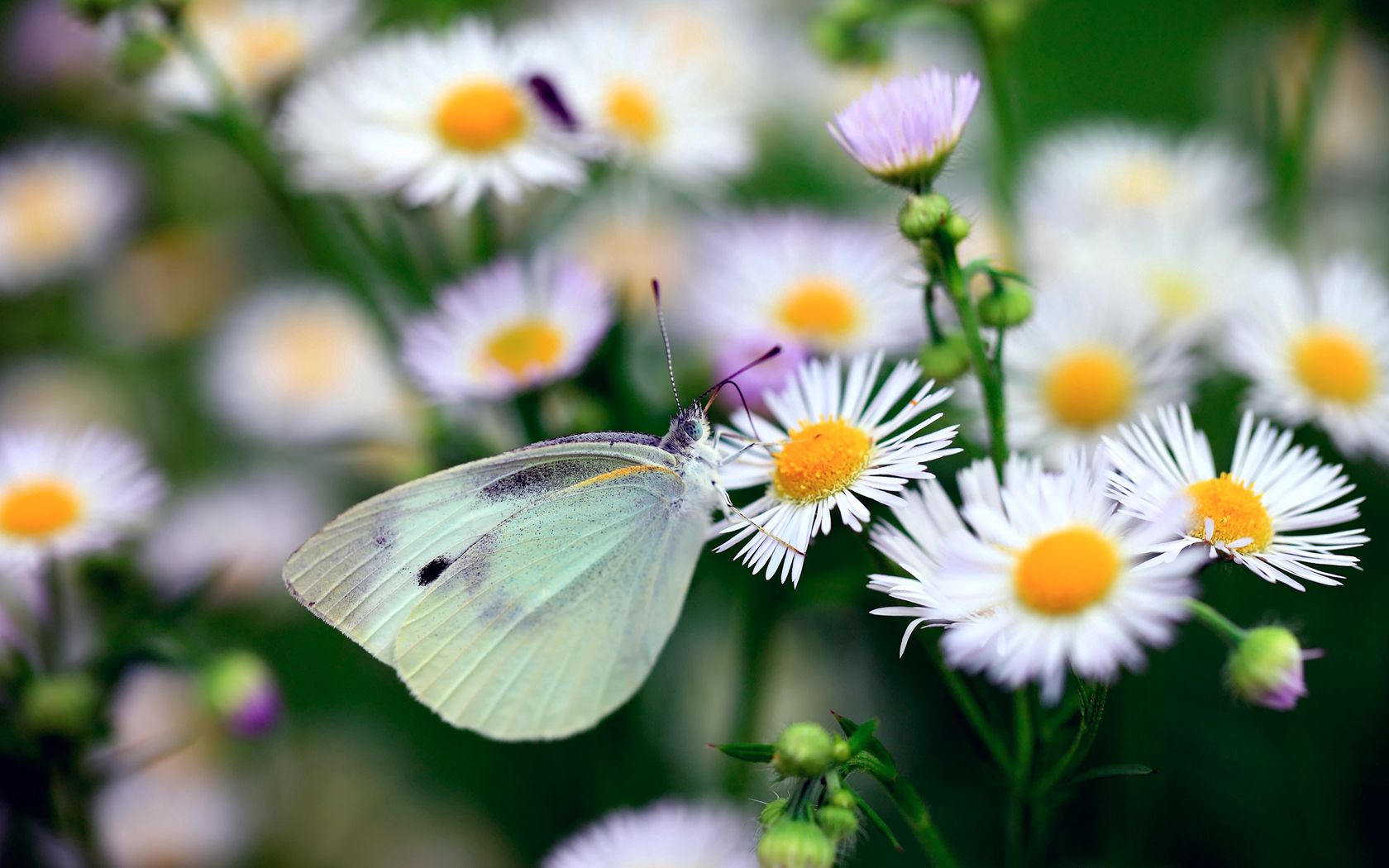 flowers, camomile, macro, light, insect, light coloured, butterfly Full HD