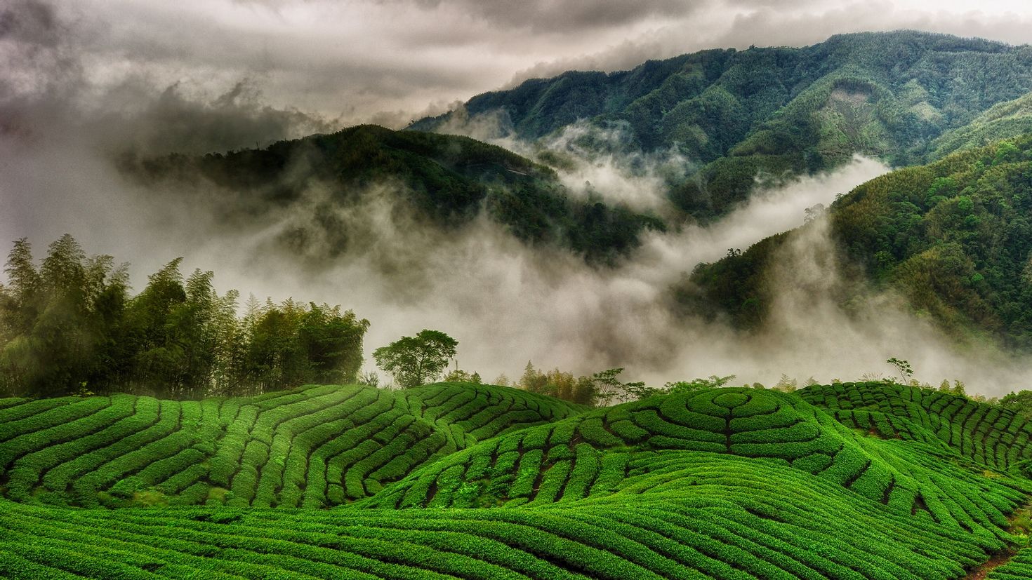 Юньнань чайные плантации