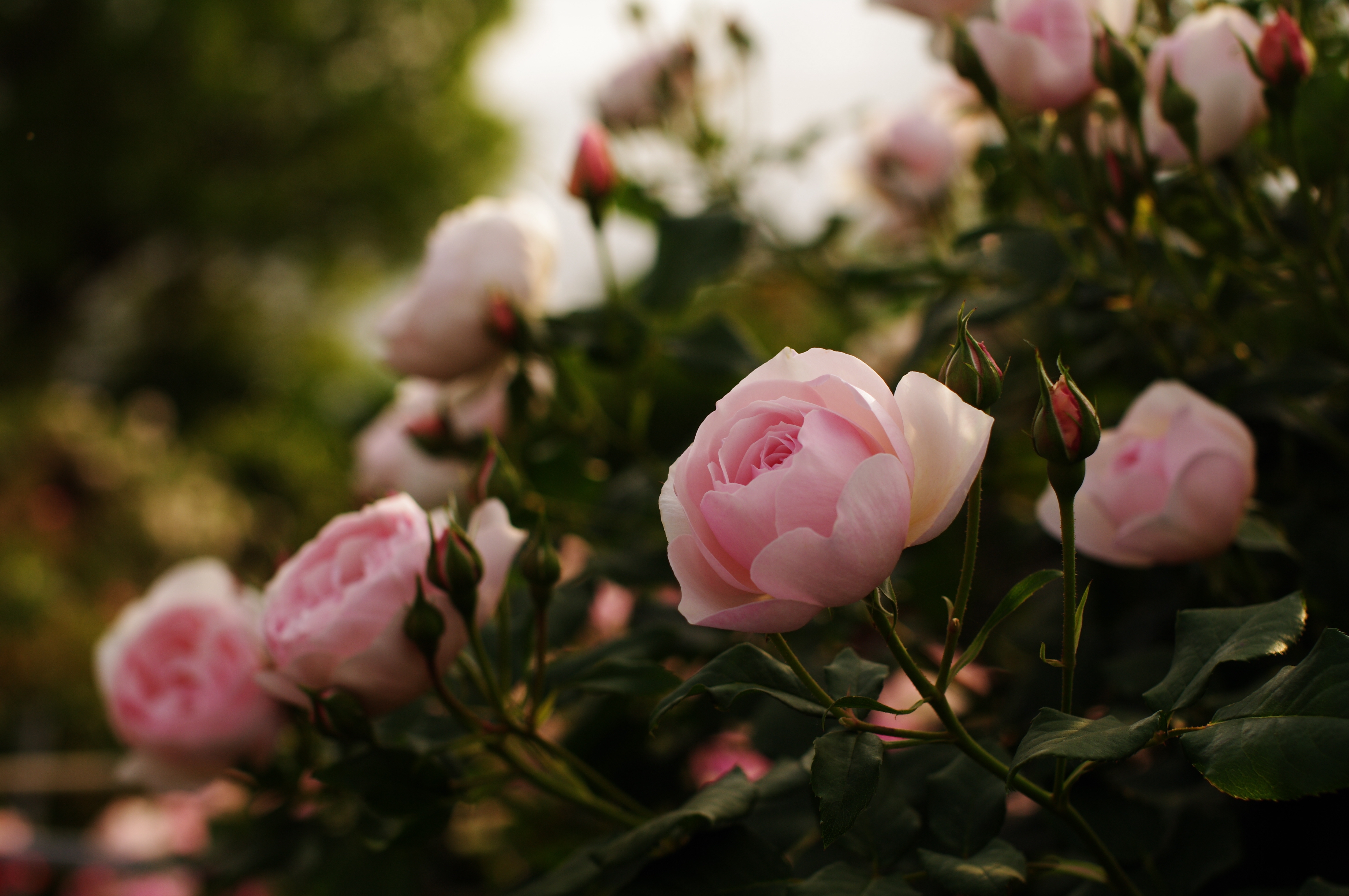 Handy-Wallpaper Roses, Blumen, Blätter, Bush, Busch, Grüne, Grünen, Garten, Knospen kostenlos herunterladen.