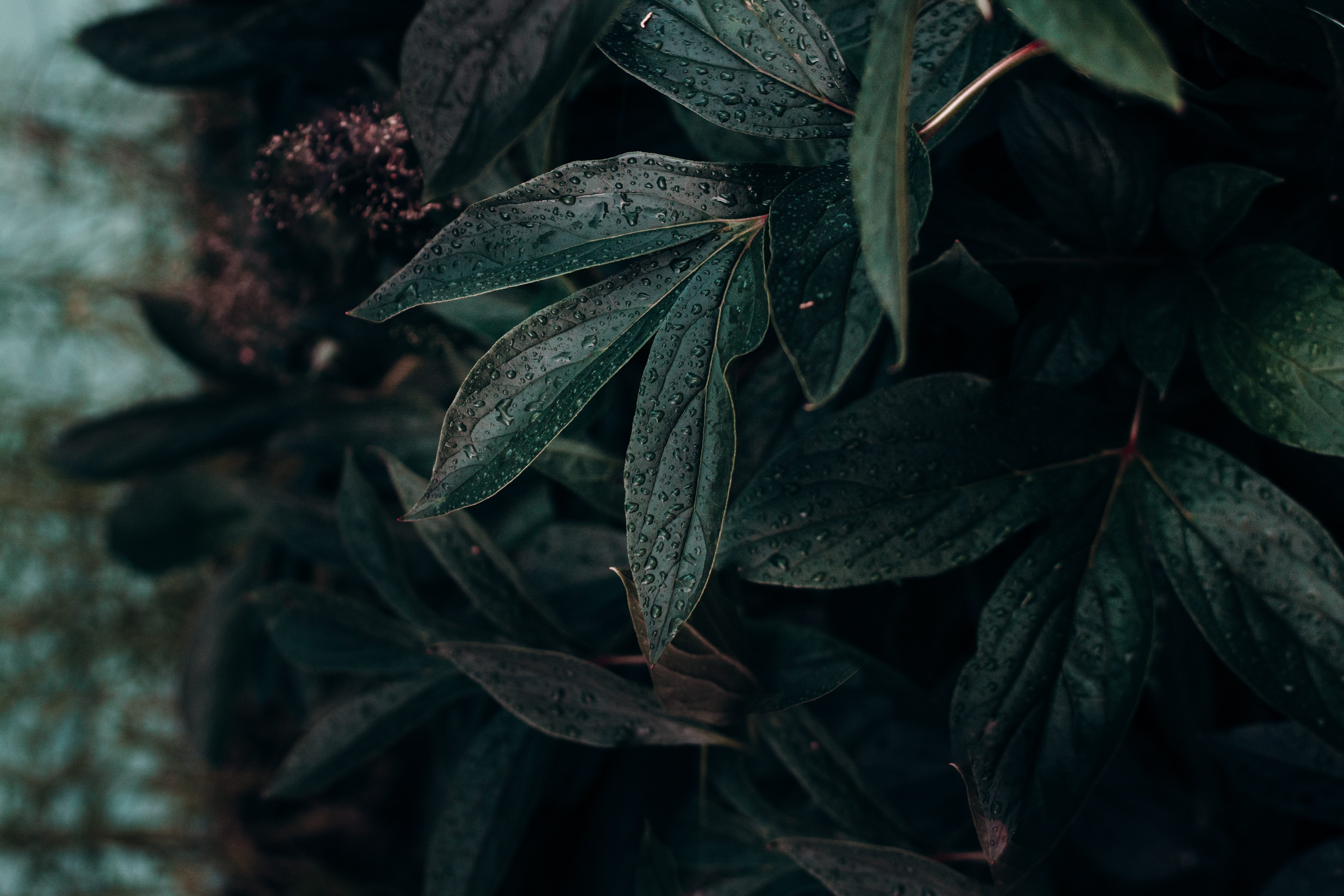 leaf, sheet, humid, dark Plant HD Android Wallpapers