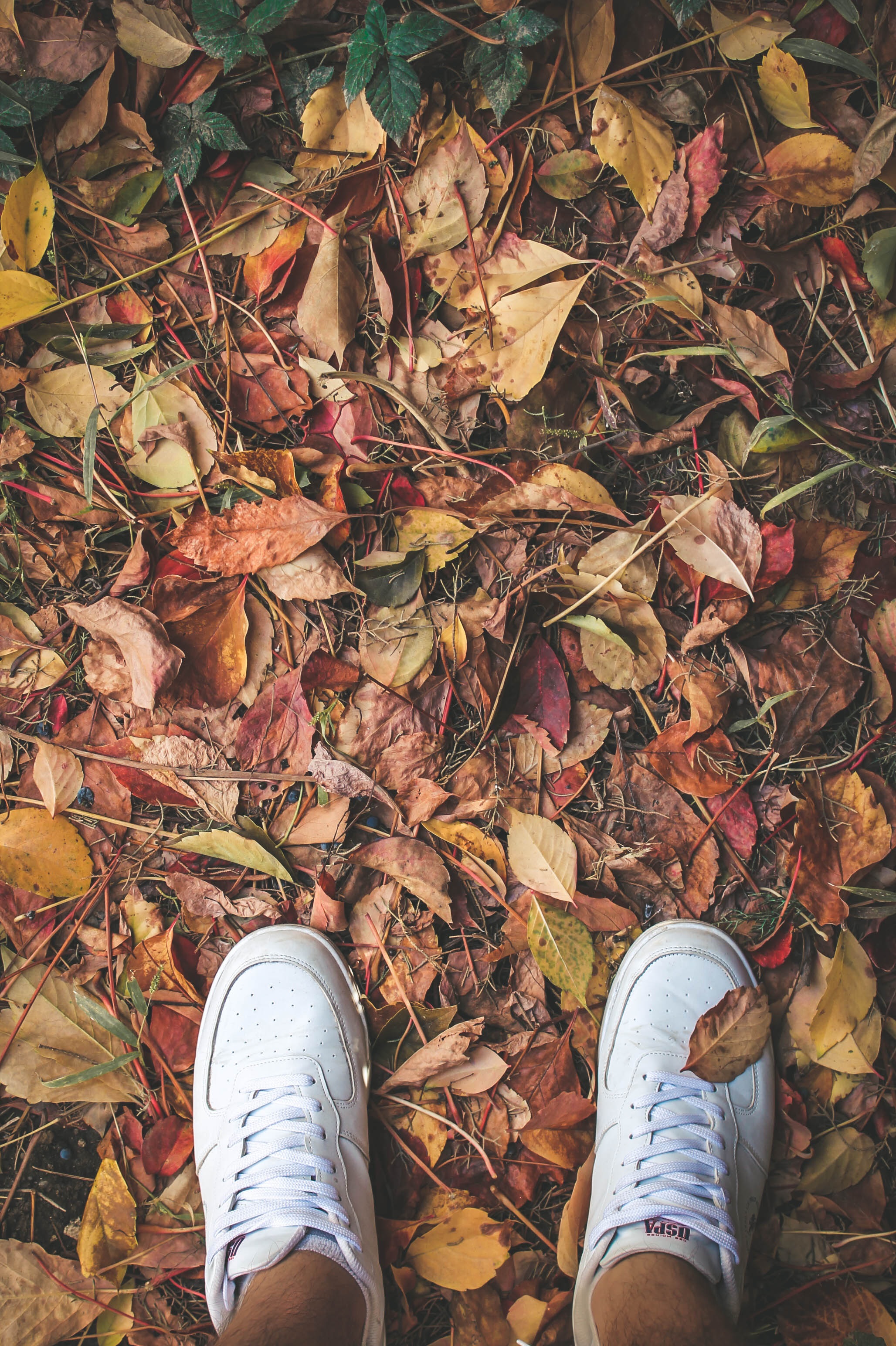 Free HD autumn, miscellanea, miscellaneous, legs, sneakers, foliage