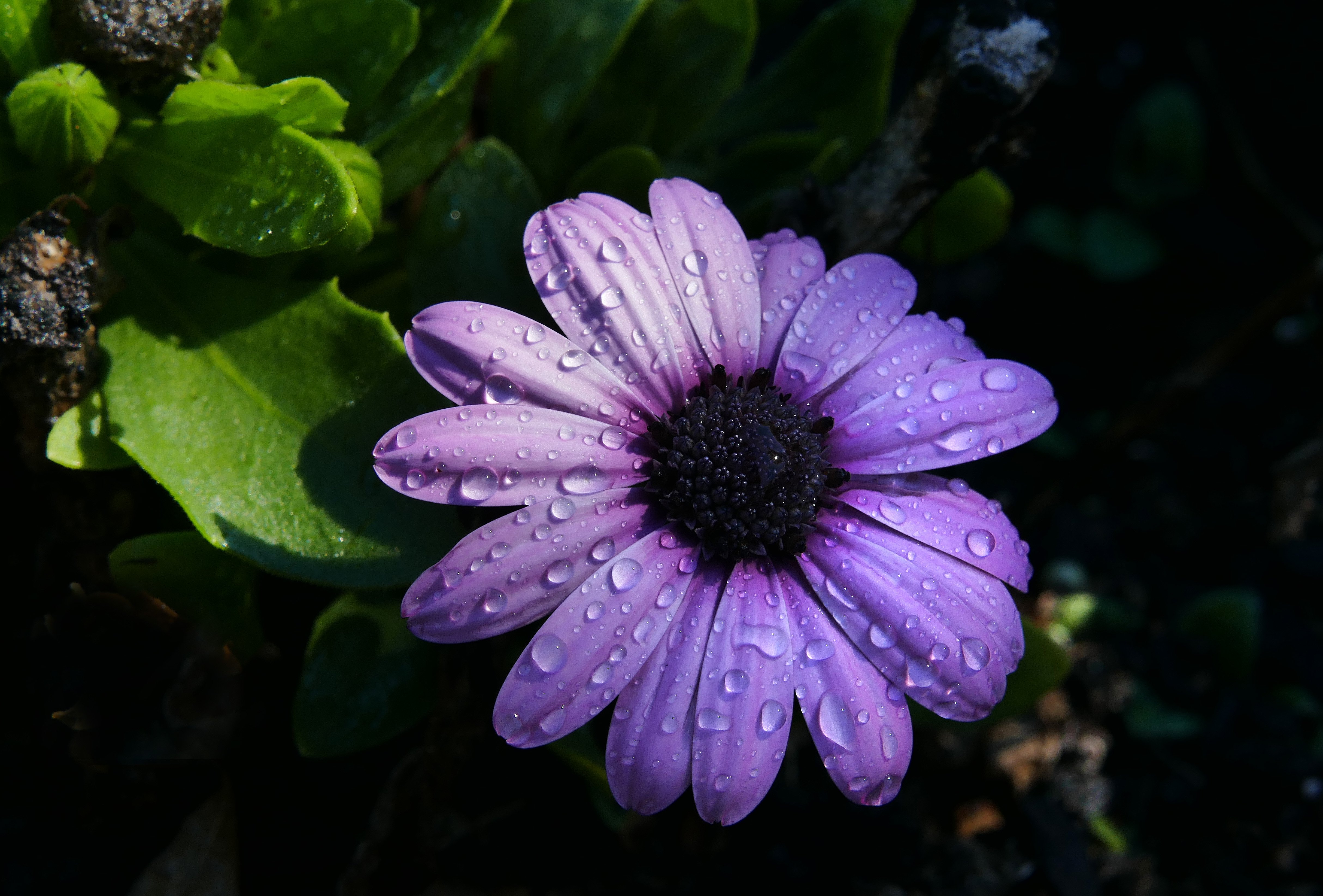 camomile, purple, petals, violet New Lock Screen Backgrounds