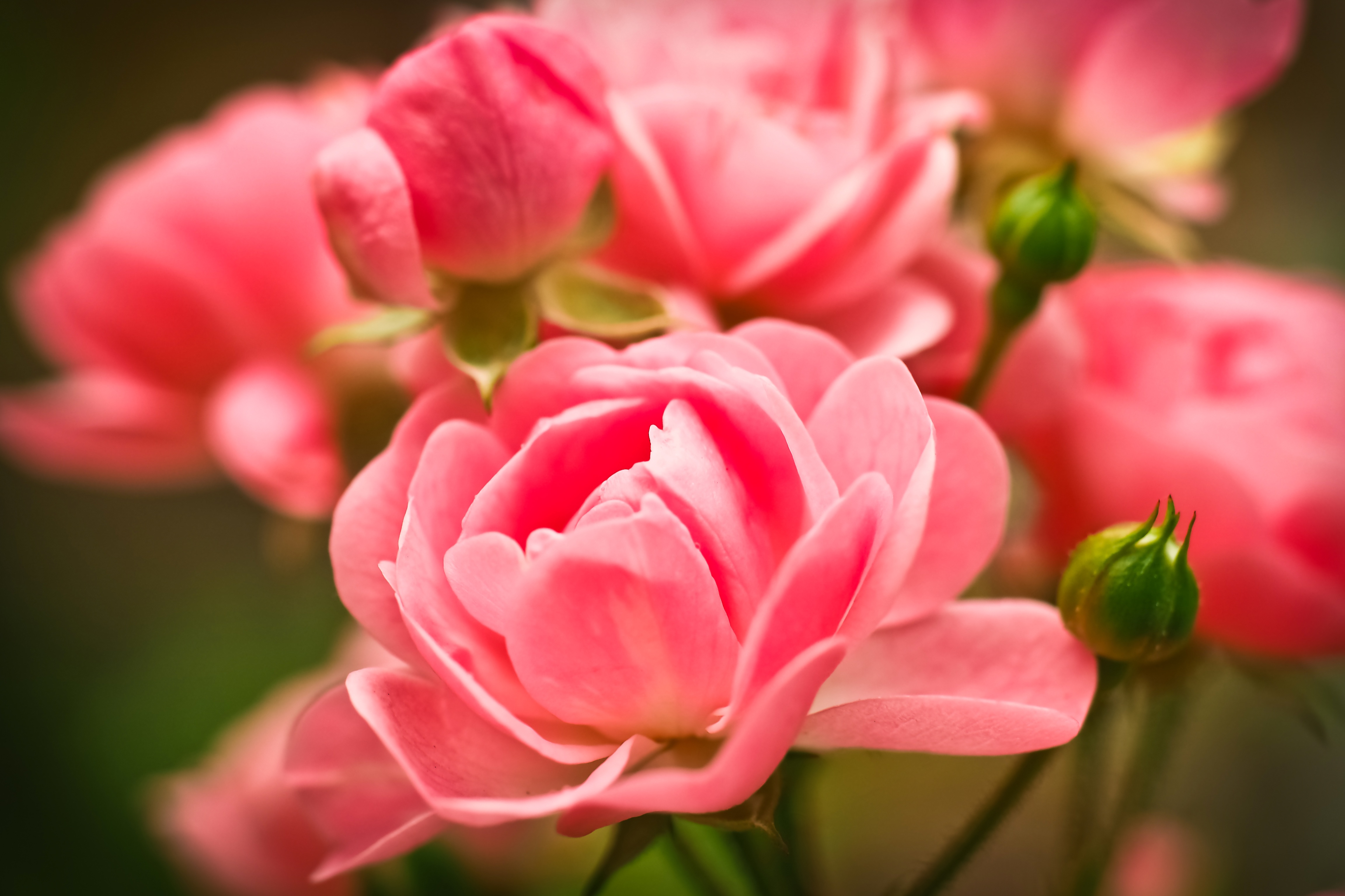 Laden Sie das Blumen, Roses, Rosa, Knospen-Bild kostenlos auf Ihren PC-Desktop herunter