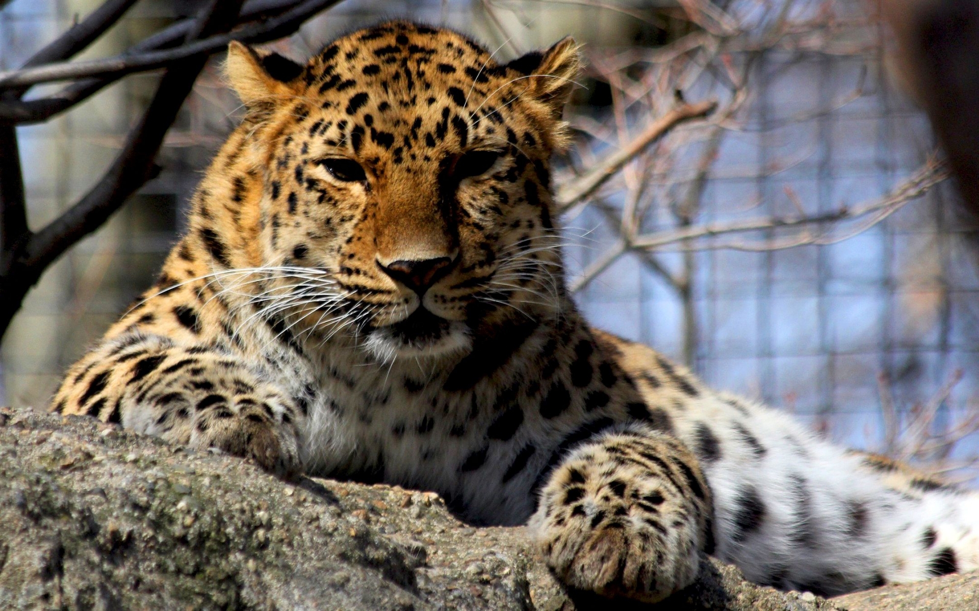 34458 Salvapantallas y fondos de pantalla Leopardos en tu teléfono. Descarga imágenes de animales gratis