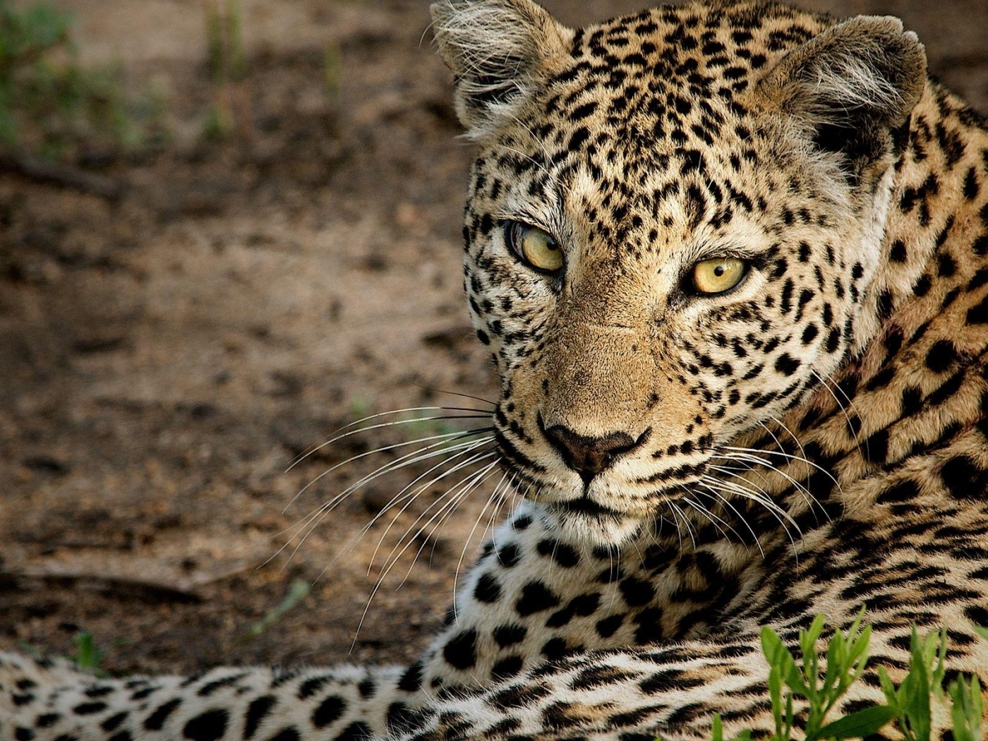 24210 Bild herunterladen tiere, geparden, orange - Hintergrundbilder und Bildschirmschoner kostenlos