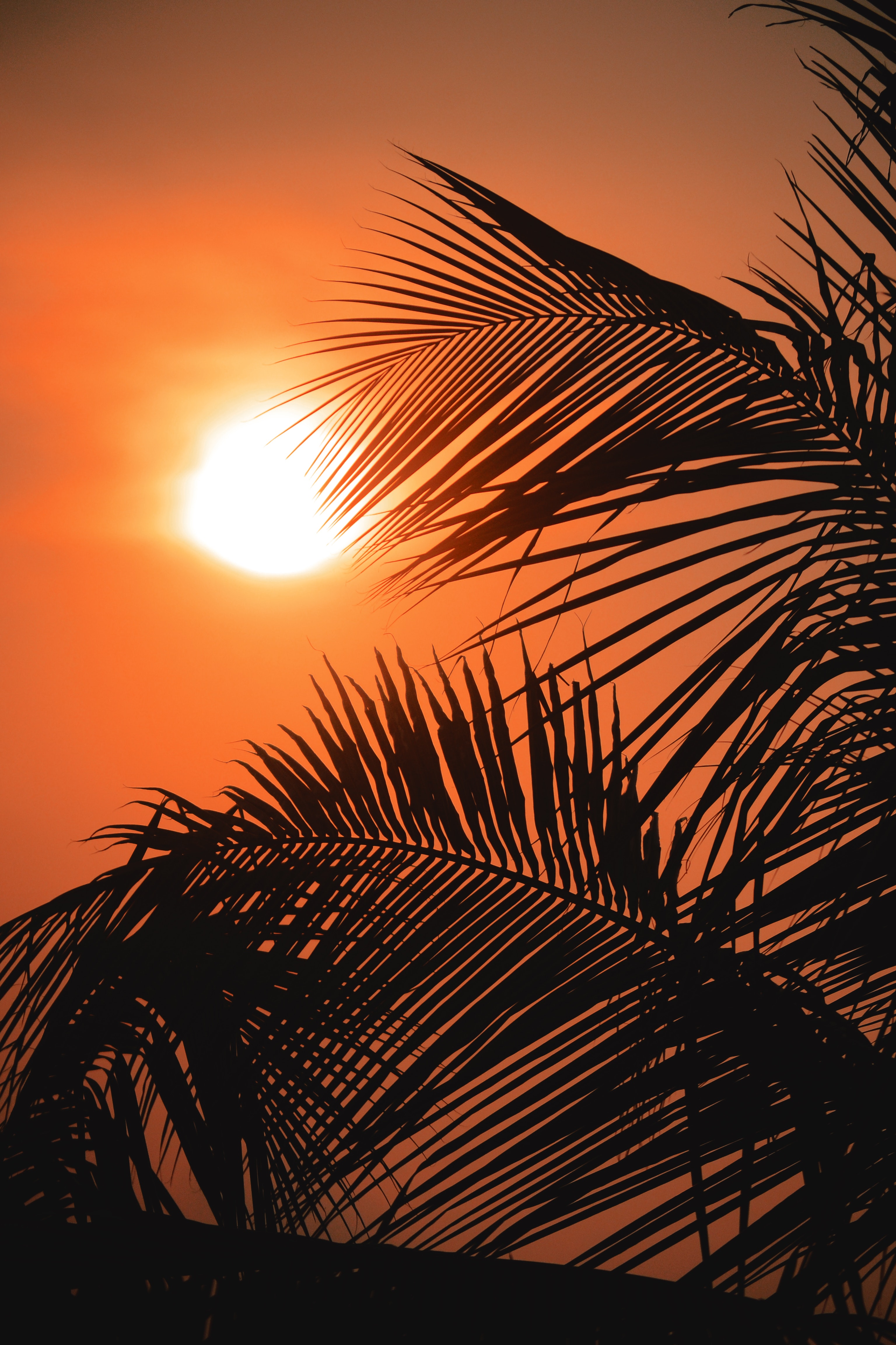 157465 Bild herunterladen palms, natur, sunset, sun, umrisse, umreißt - Hintergrundbilder und Bildschirmschoner kostenlos