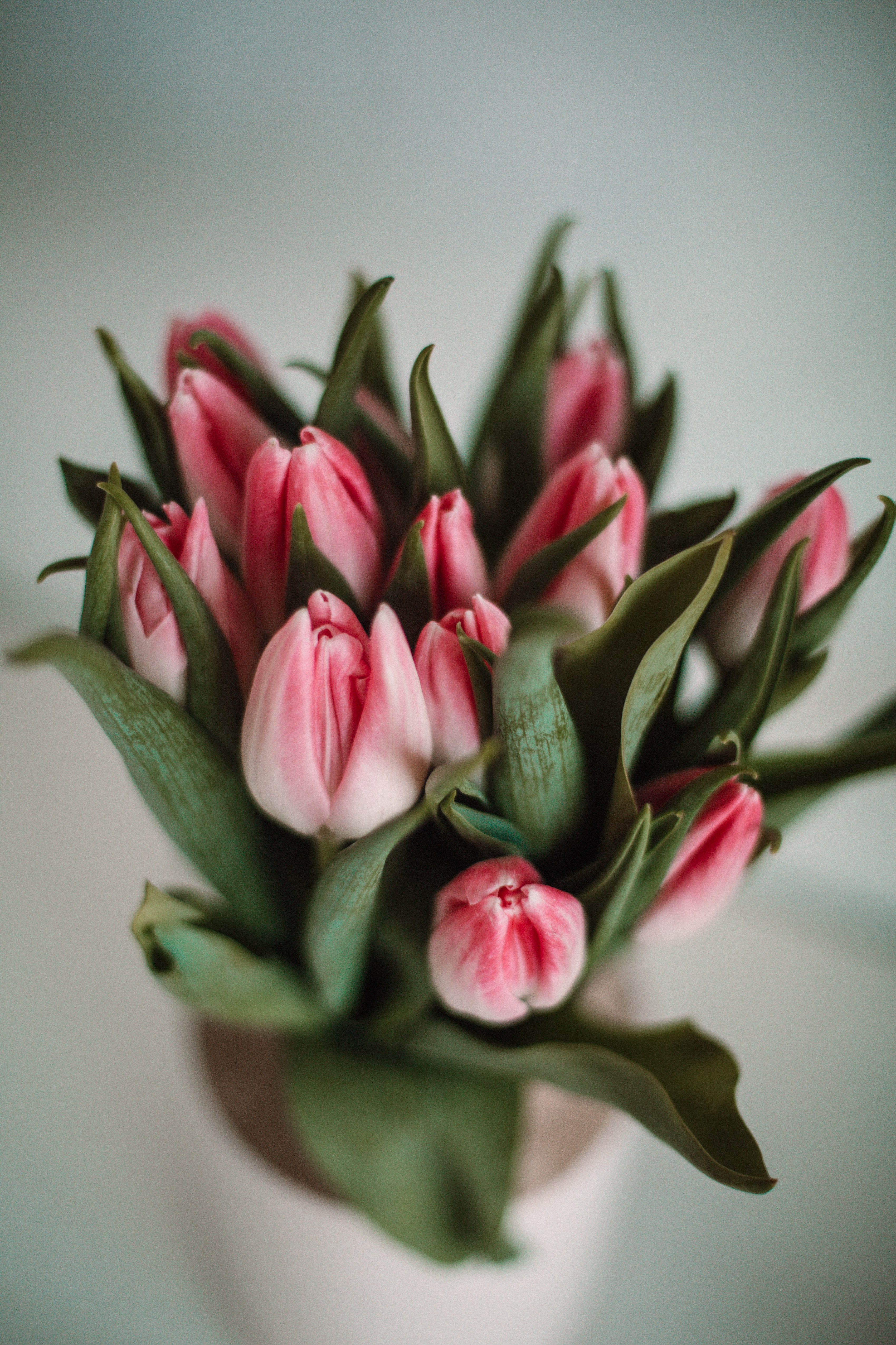Скачати мобільні шпалери Тюльпани, Листя, Рожевий, Квіти безкоштовно.