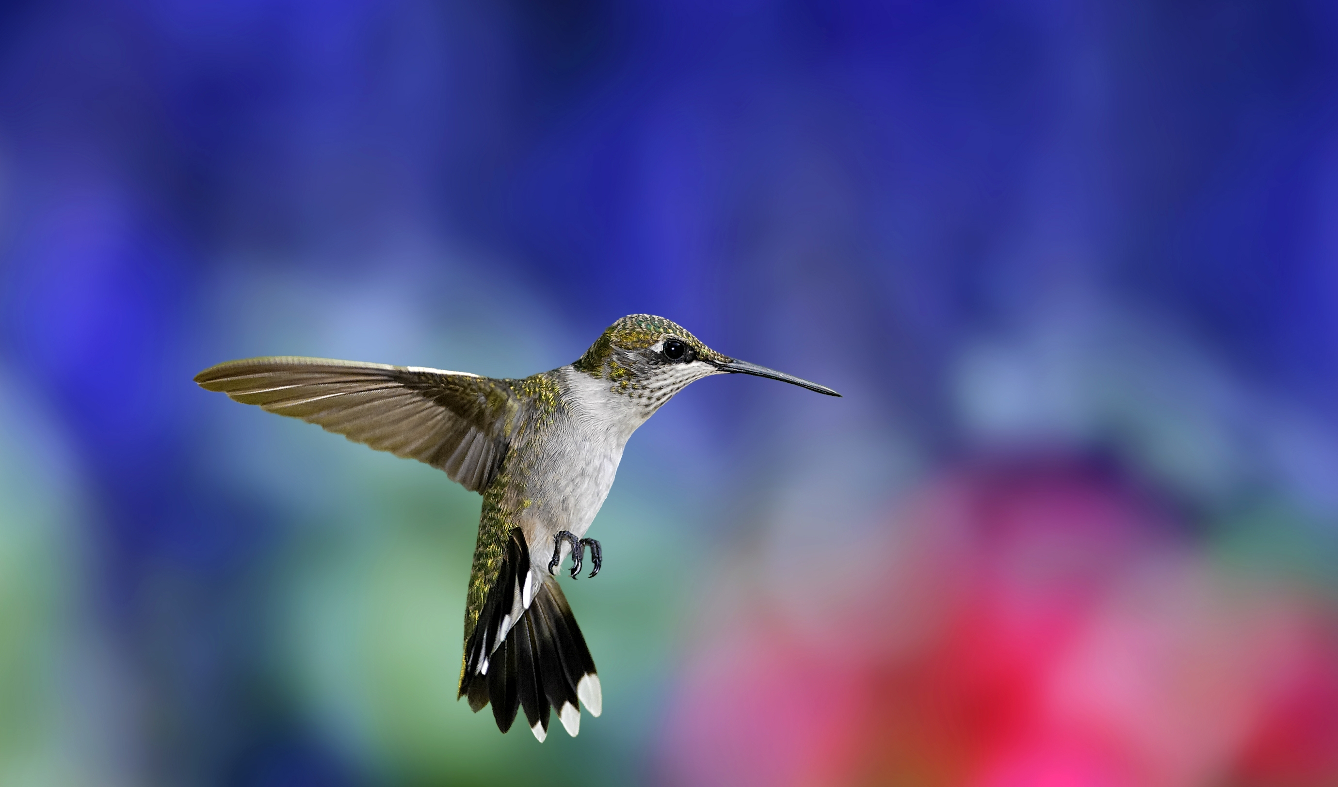animals, wings, sweep, smooth 3d Wallpaper
