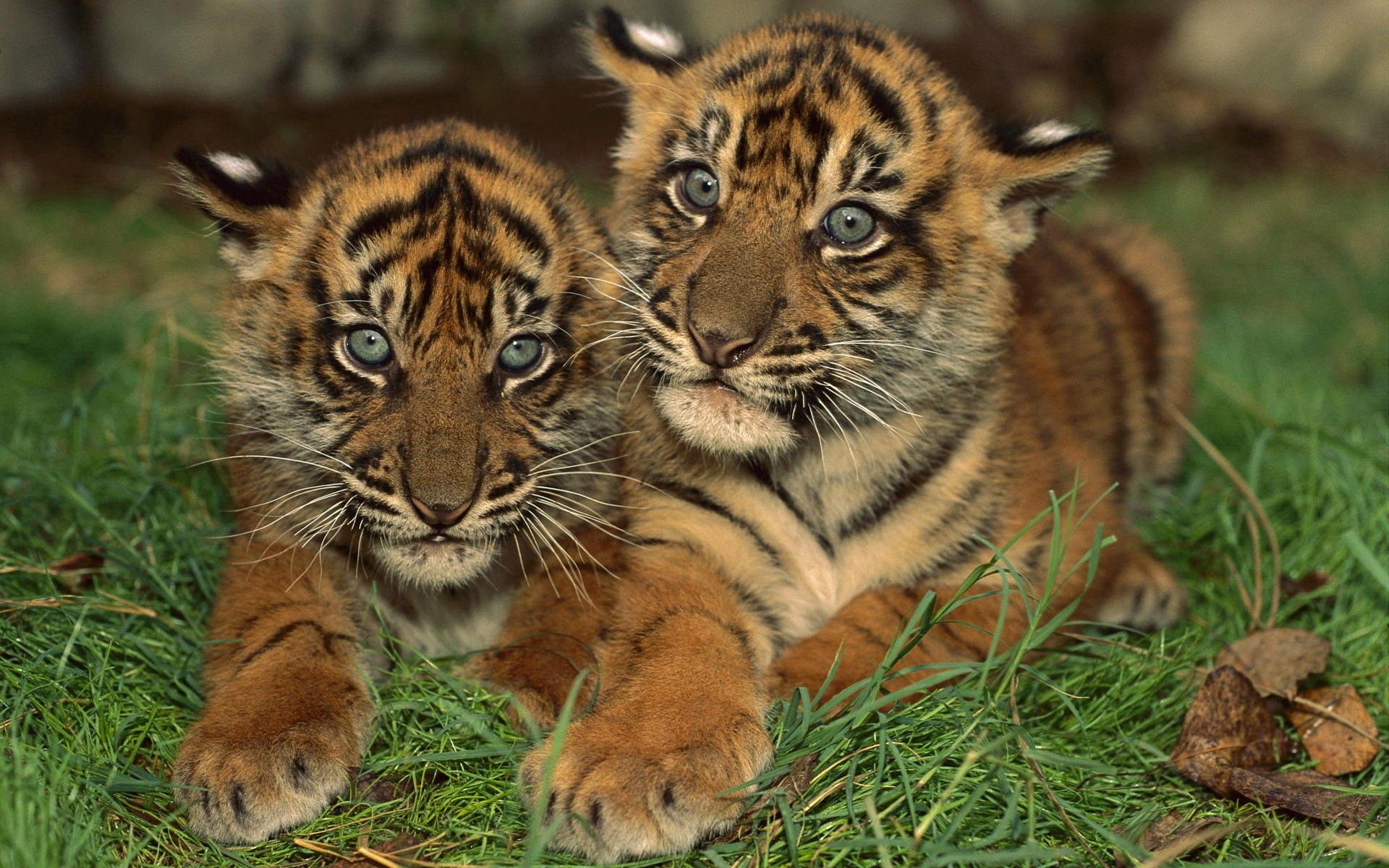 animals, young, predator, big cat, cubs, tiger cubs 4K