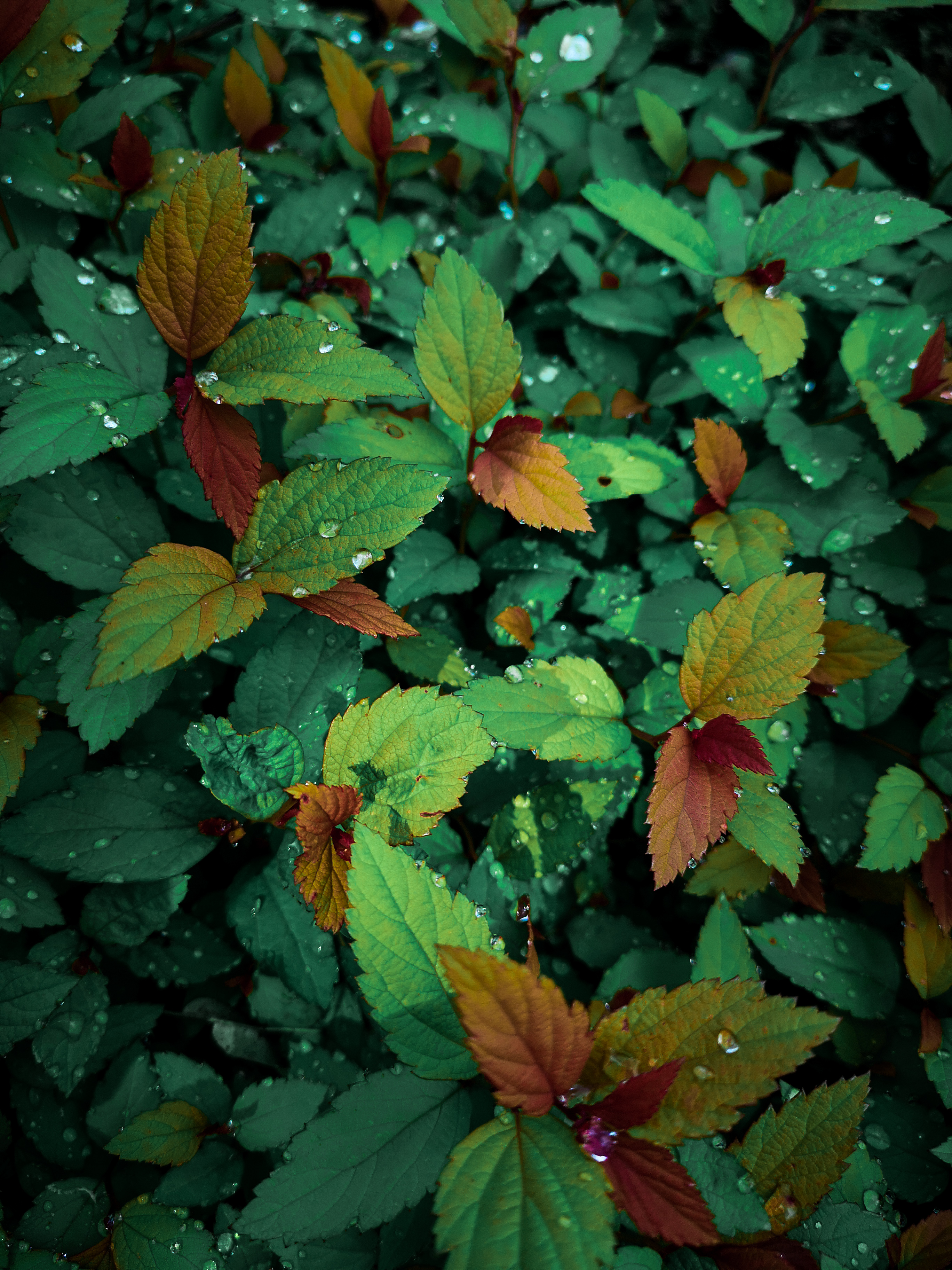 plants, leaves, drops, macro, wet, dew for android