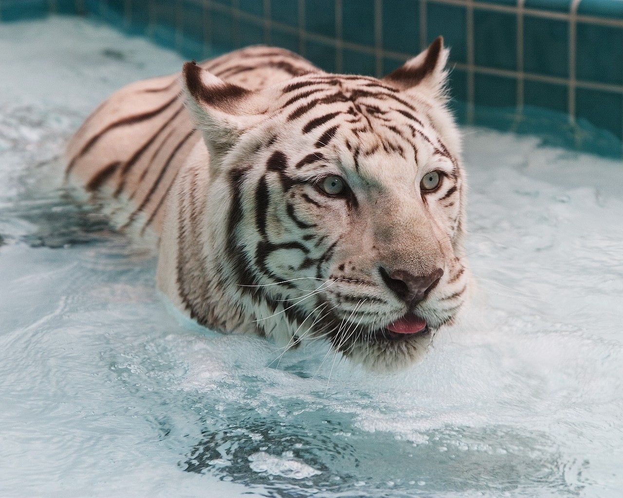 Handy-Wallpaper Tiere, Wasser, Schwimmen, Große Katze, Big Cat, Tiger, Albino kostenlos herunterladen.