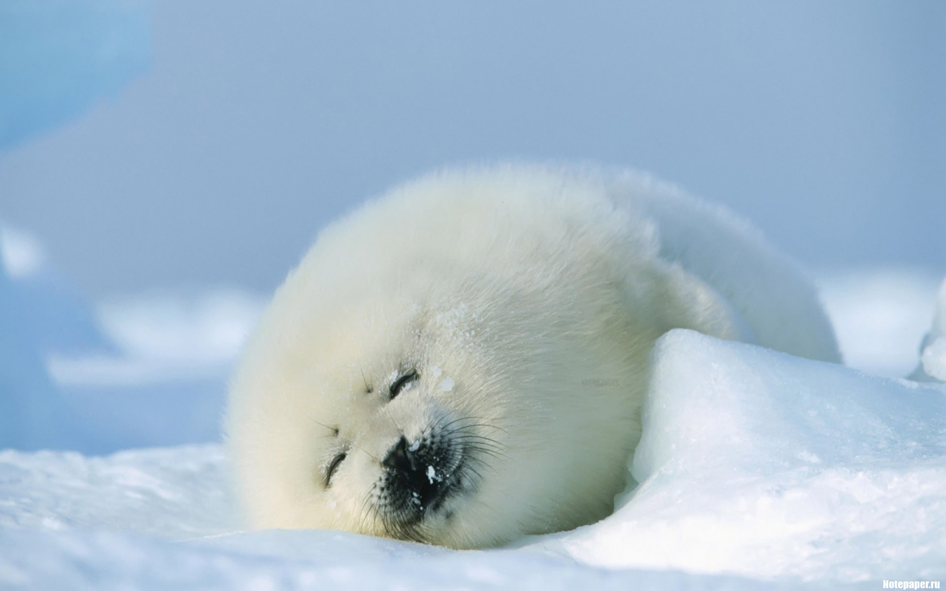 10483 Hintergrundbilder und Seals Bilder auf dem Desktop. Laden Sie schnee, winter, tiere Bildschirmschoner kostenlos auf den PC herunter