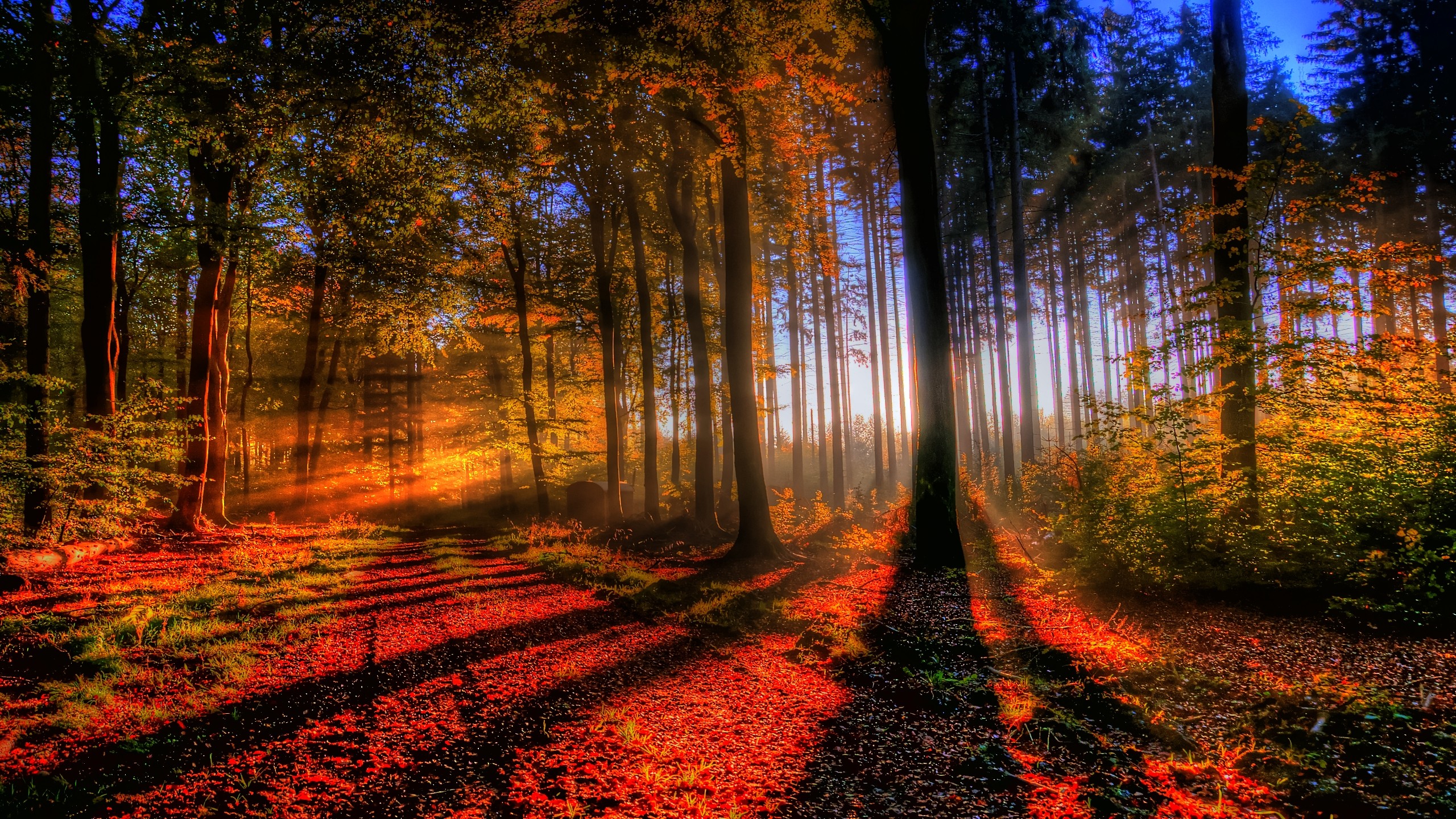 tree, nature, forest, sunbeam, fall, earth