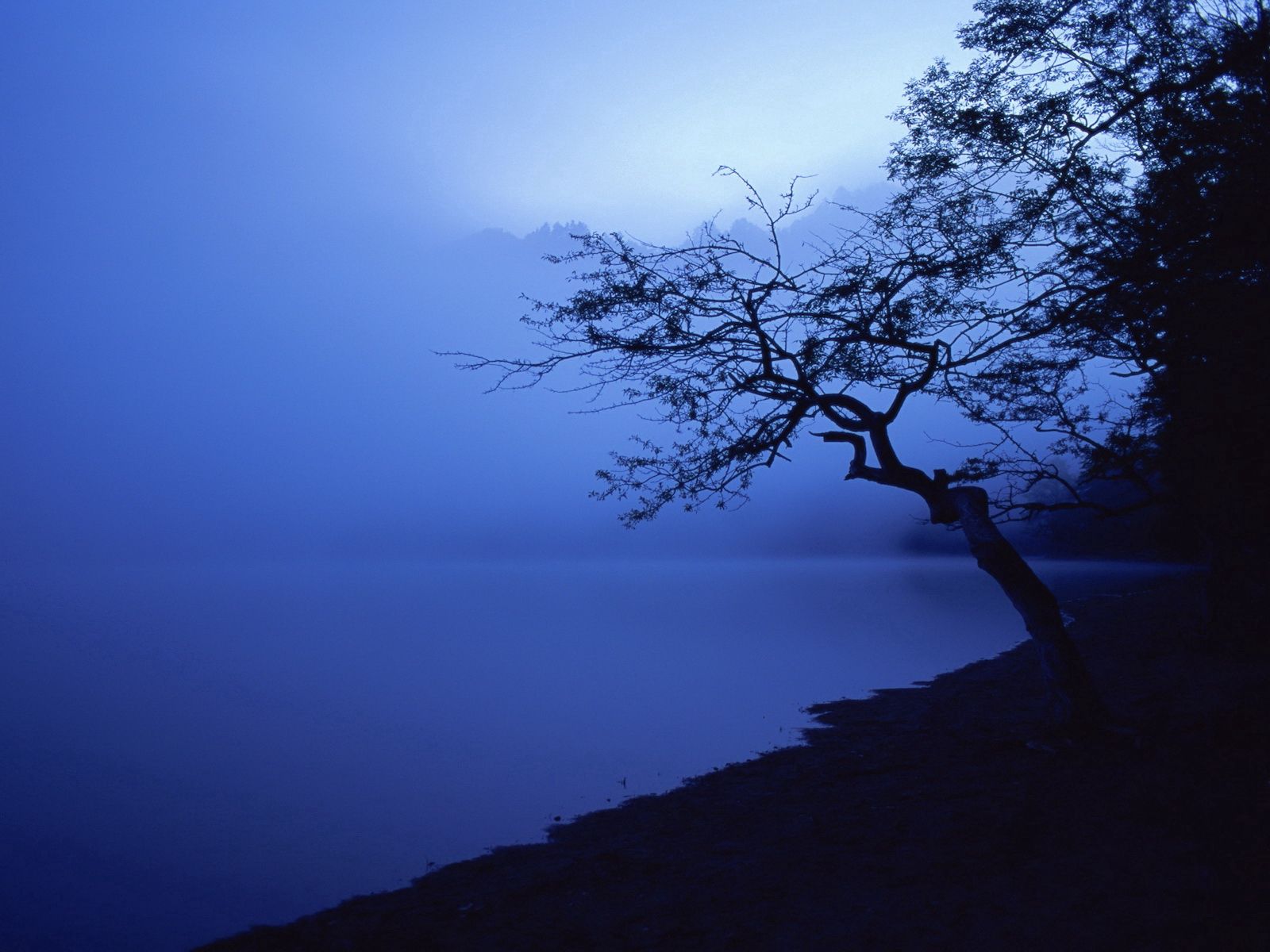 wood, tree, night, outlines, lake, water surface, nature