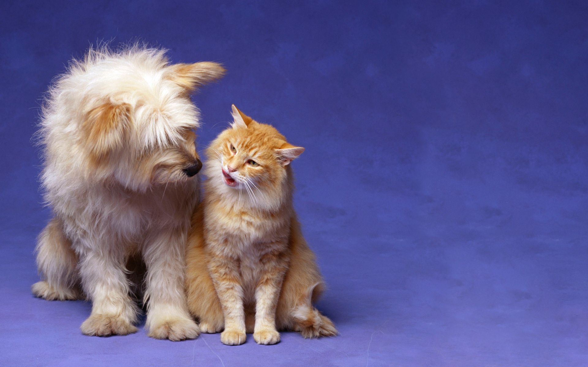Friendship fluffy, animals, cat, dog 4k Wallpaper