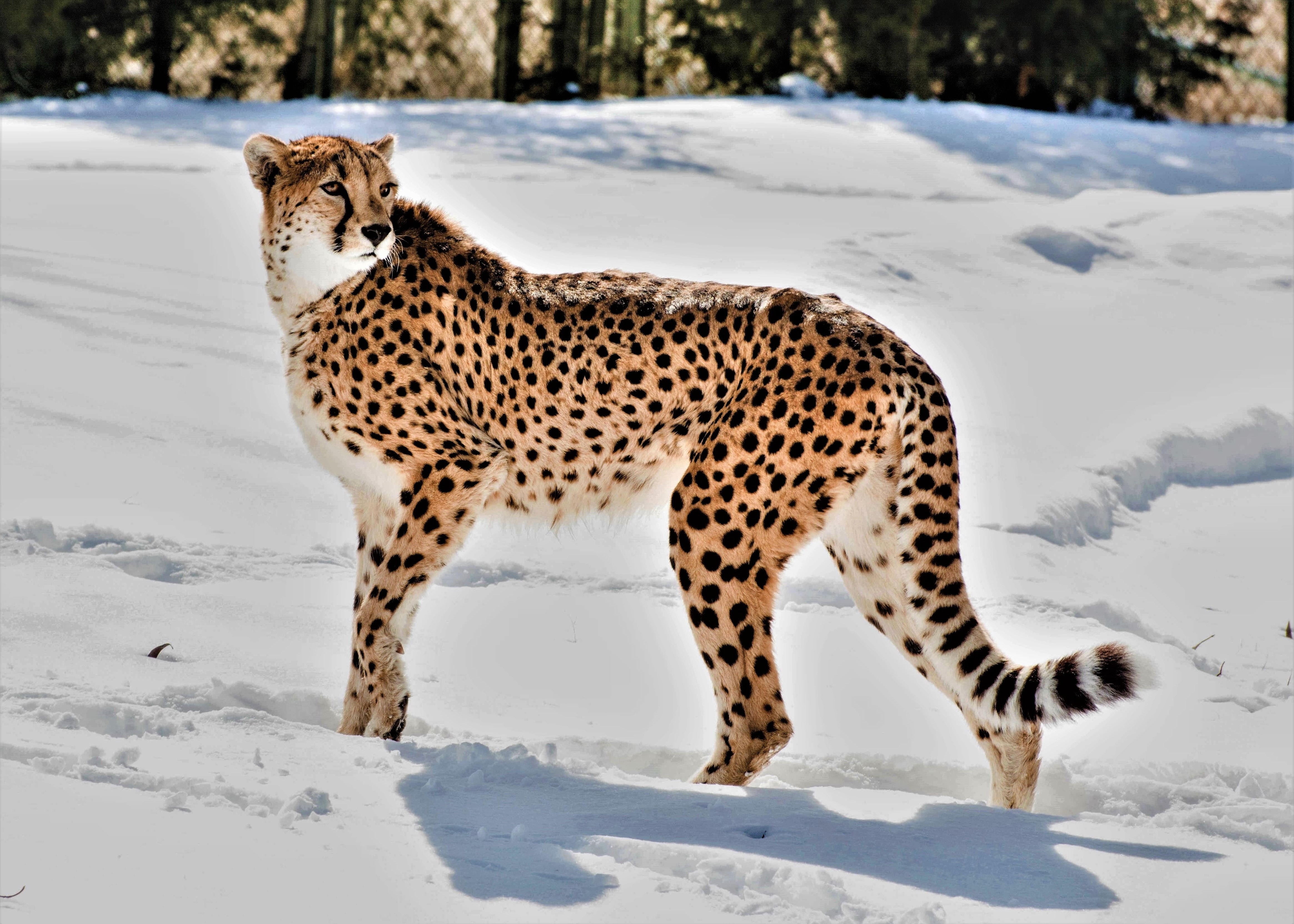 Laden Sie das Tiere, Schnee, Raubtier, Predator, Big Cat, Große Katze, Gepard, Wilde Natur, Wildlife, Tier-Bild kostenlos auf Ihren PC-Desktop herunter
