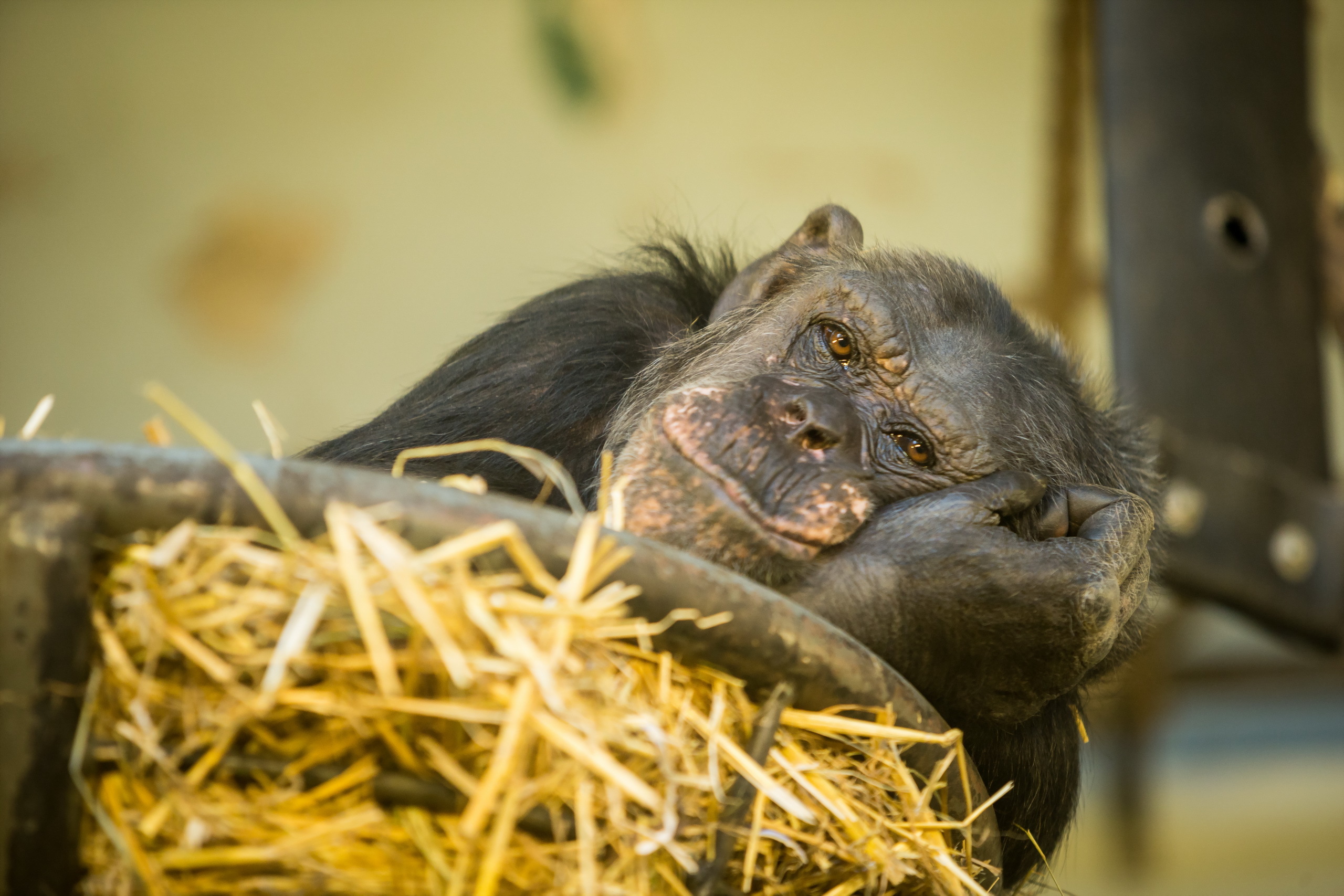 chimpanzee, animal, monkeys HD Wallpaper for Phone