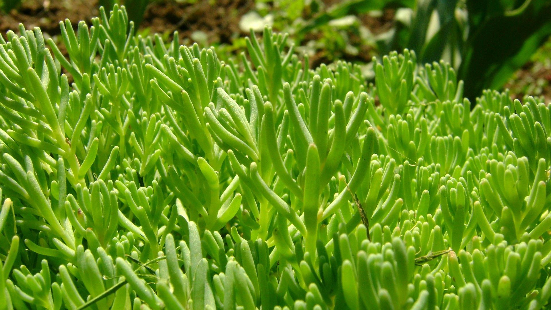 grass, plant, macro, greens Smartphone Background