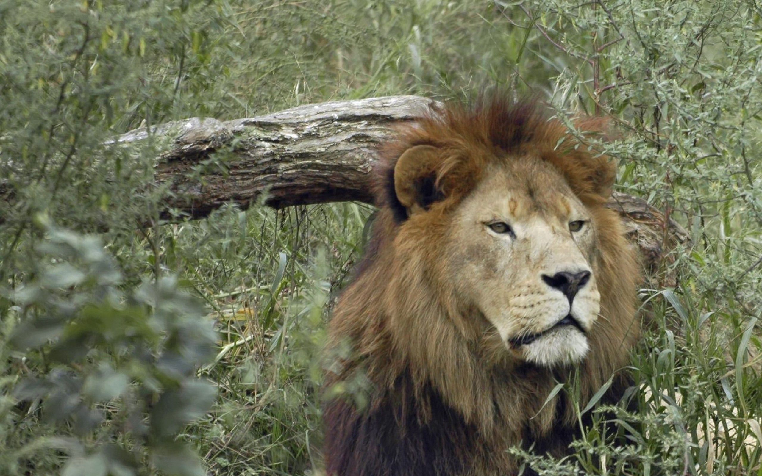 50839 baixar papel de parede animais, grama, leão, focinho, um leão, predator, predador - protetores de tela e imagens gratuitamente