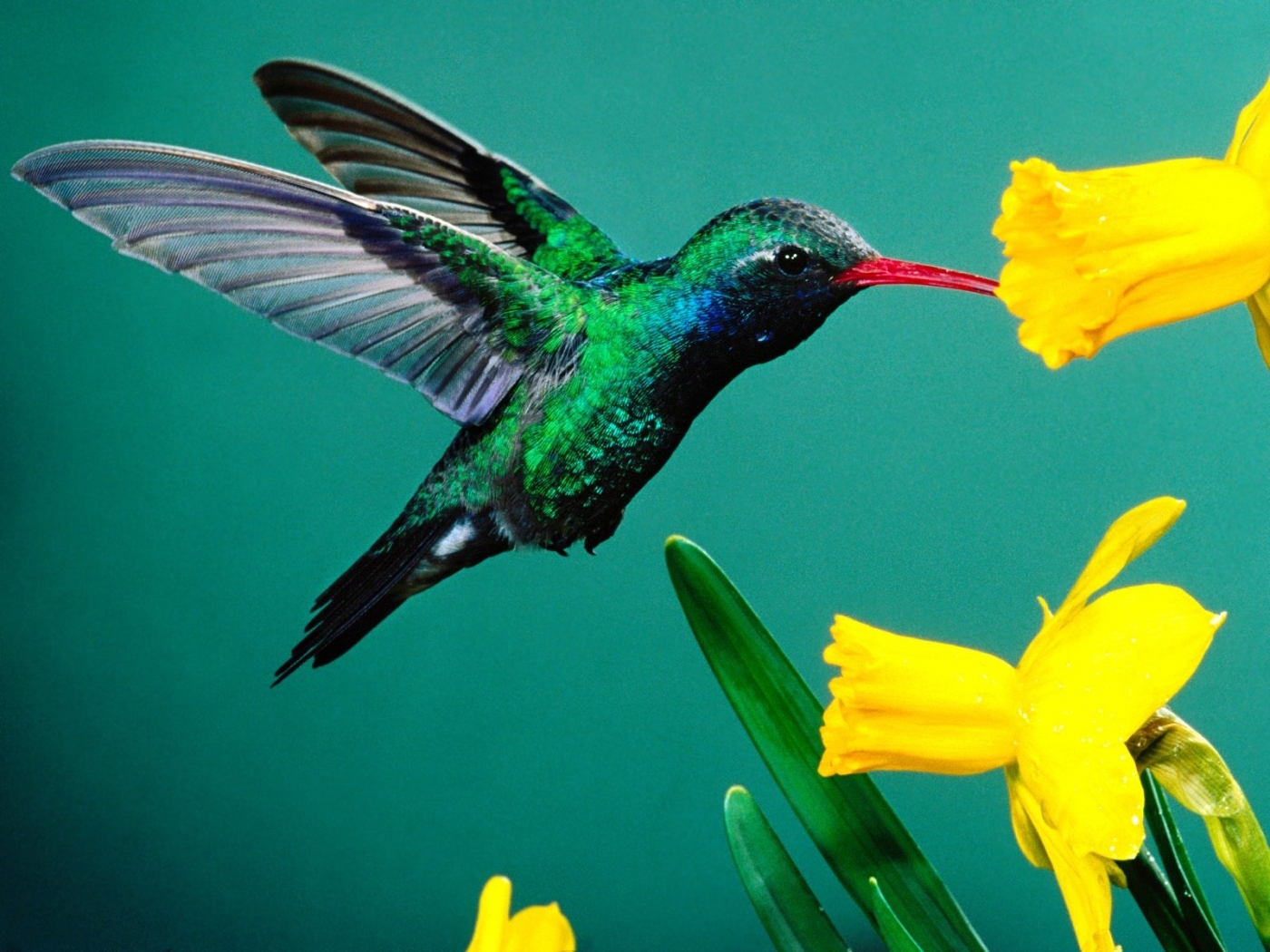 28114 Bild herunterladen vögel, tiere, kolibris, türkis - Hintergrundbilder und Bildschirmschoner kostenlos