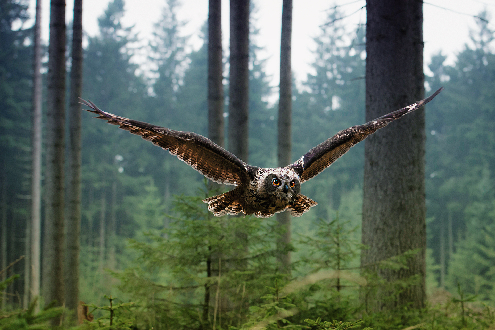 owl, flight, animal, bird, birds