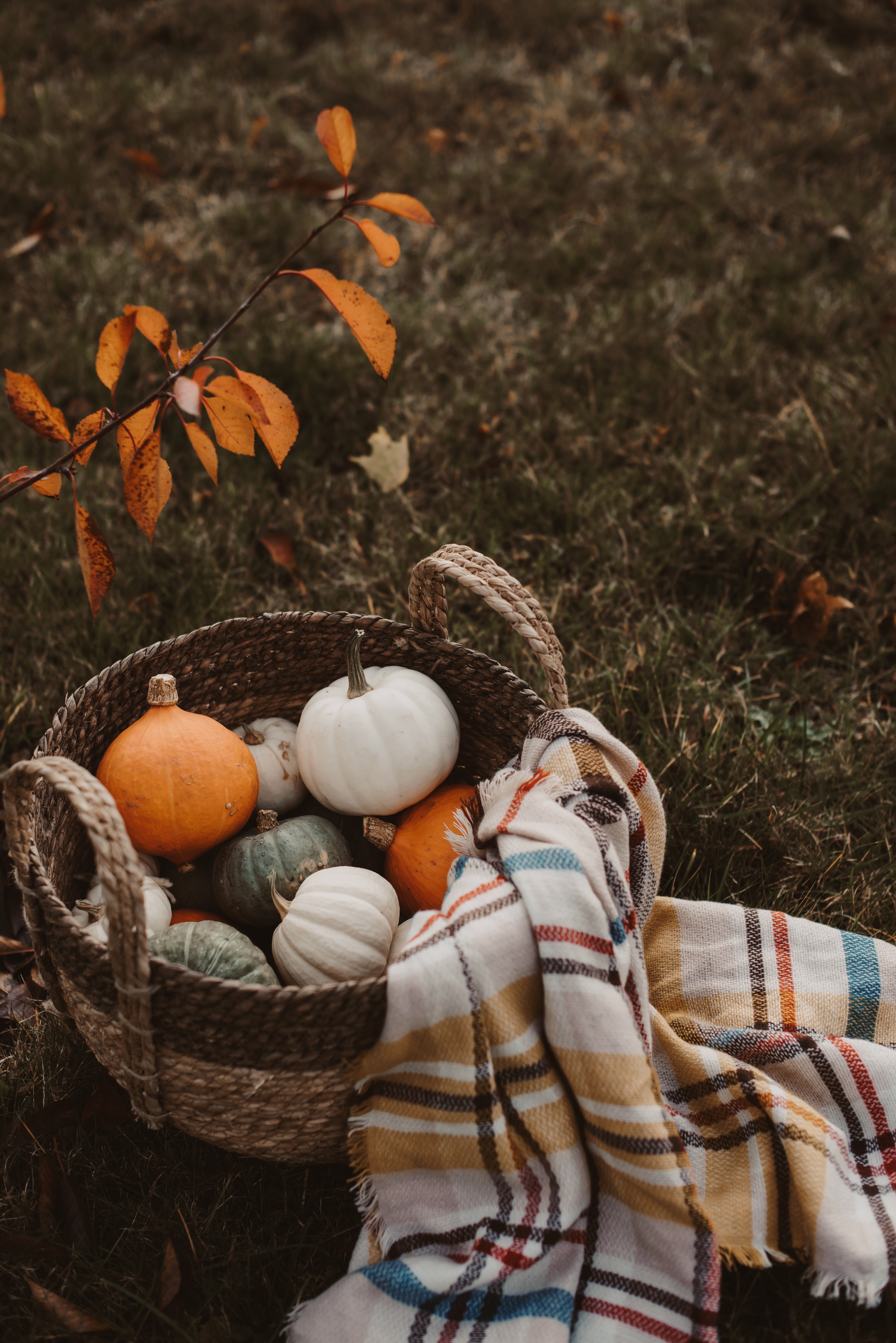 pumpkin, autumn, food, basket, harvest, plaid High Definition image