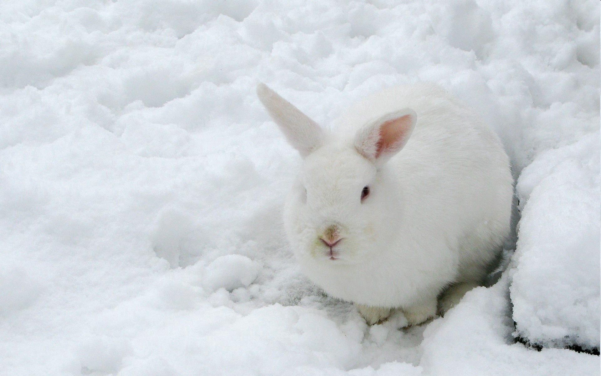 113812 download wallpaper animals, winter, snow, color, disguise, camouflage, hare screensavers and pictures for free