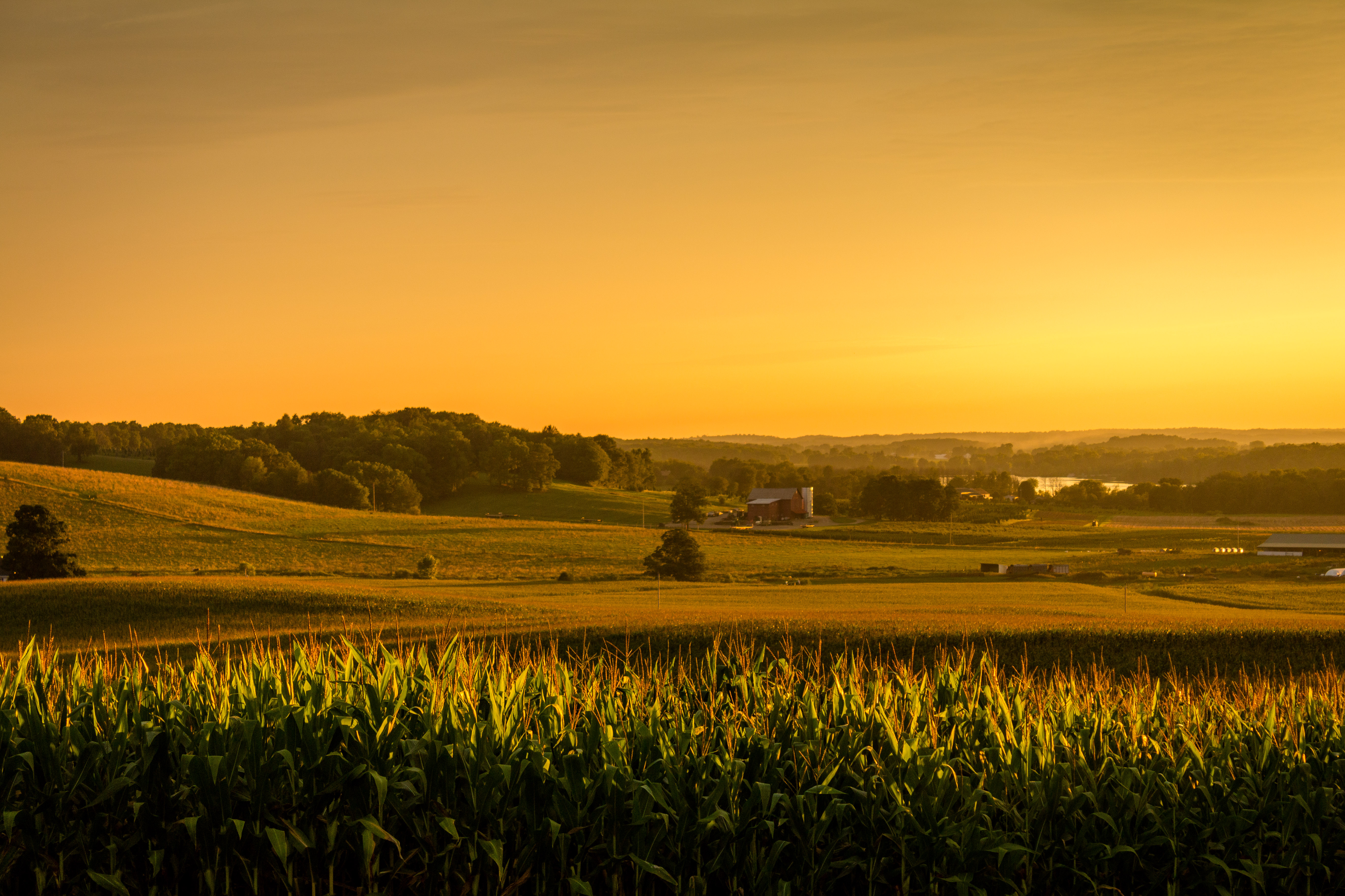 corn, scope, maize, spaciousness Square Wallpapers