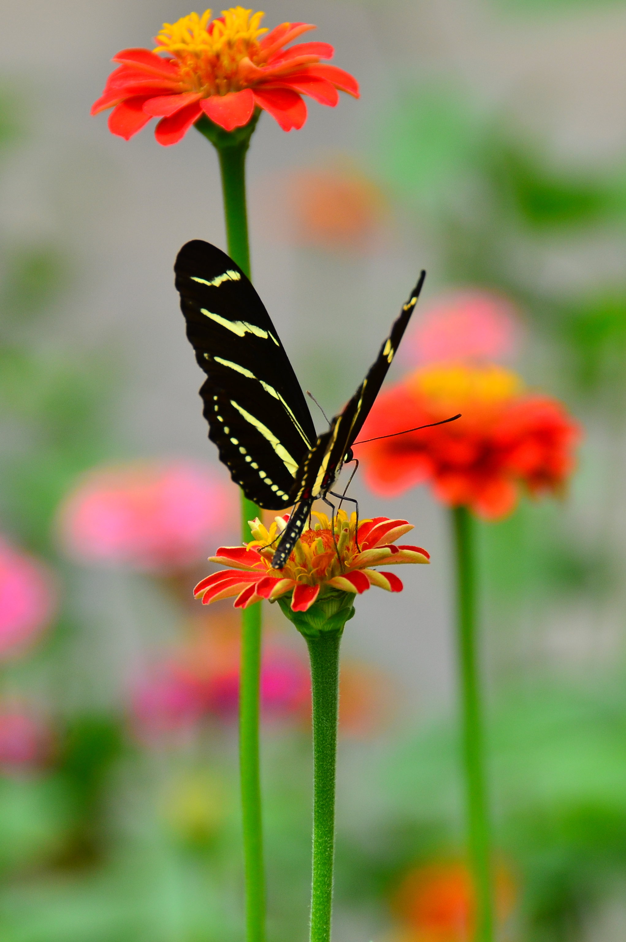 animals, butterfly, flower, macro, petals, pattern, wings Free Stock Photo