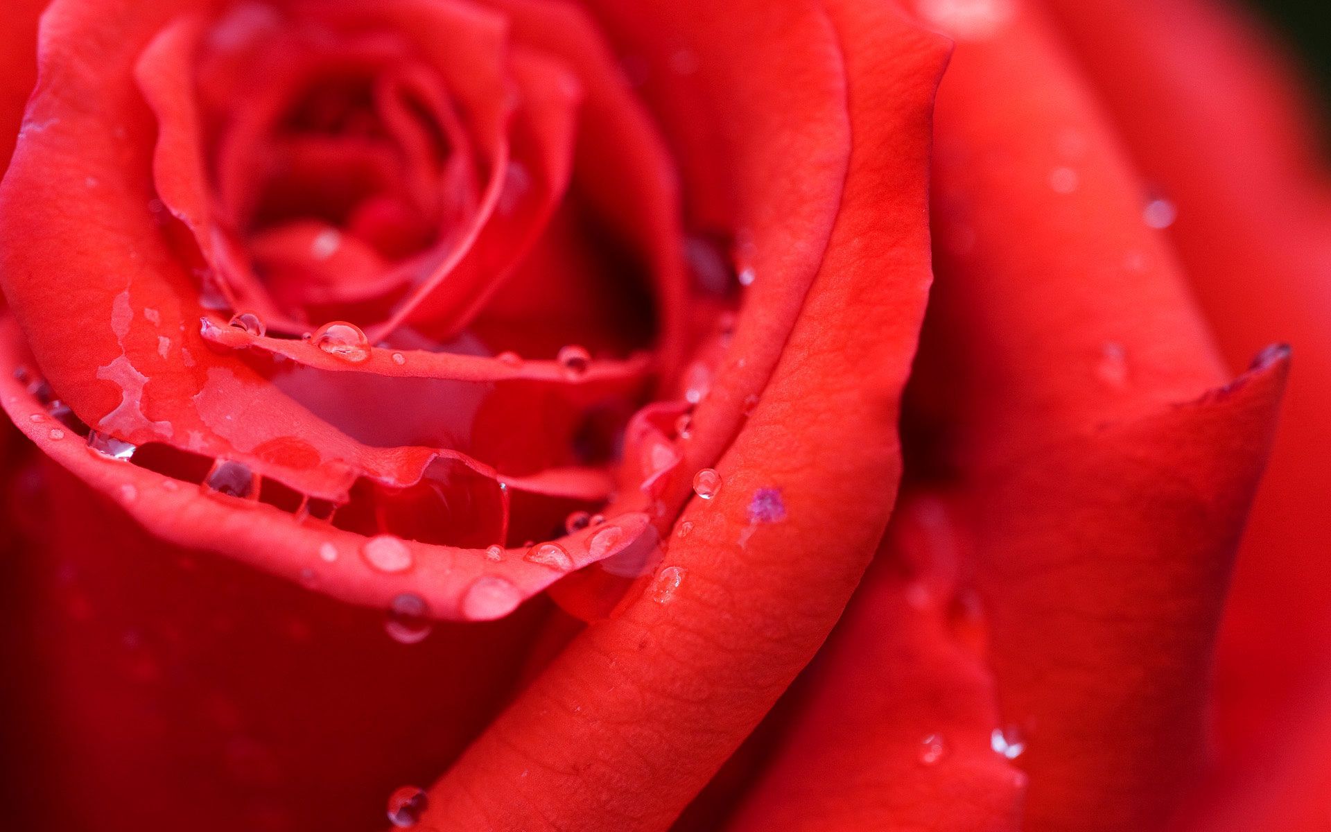 お使いの携帯電話の152440スクリーンセーバーと壁紙バラの花。 花びら, 滴, 大きい, 明るい色の写真を無料でダウンロード