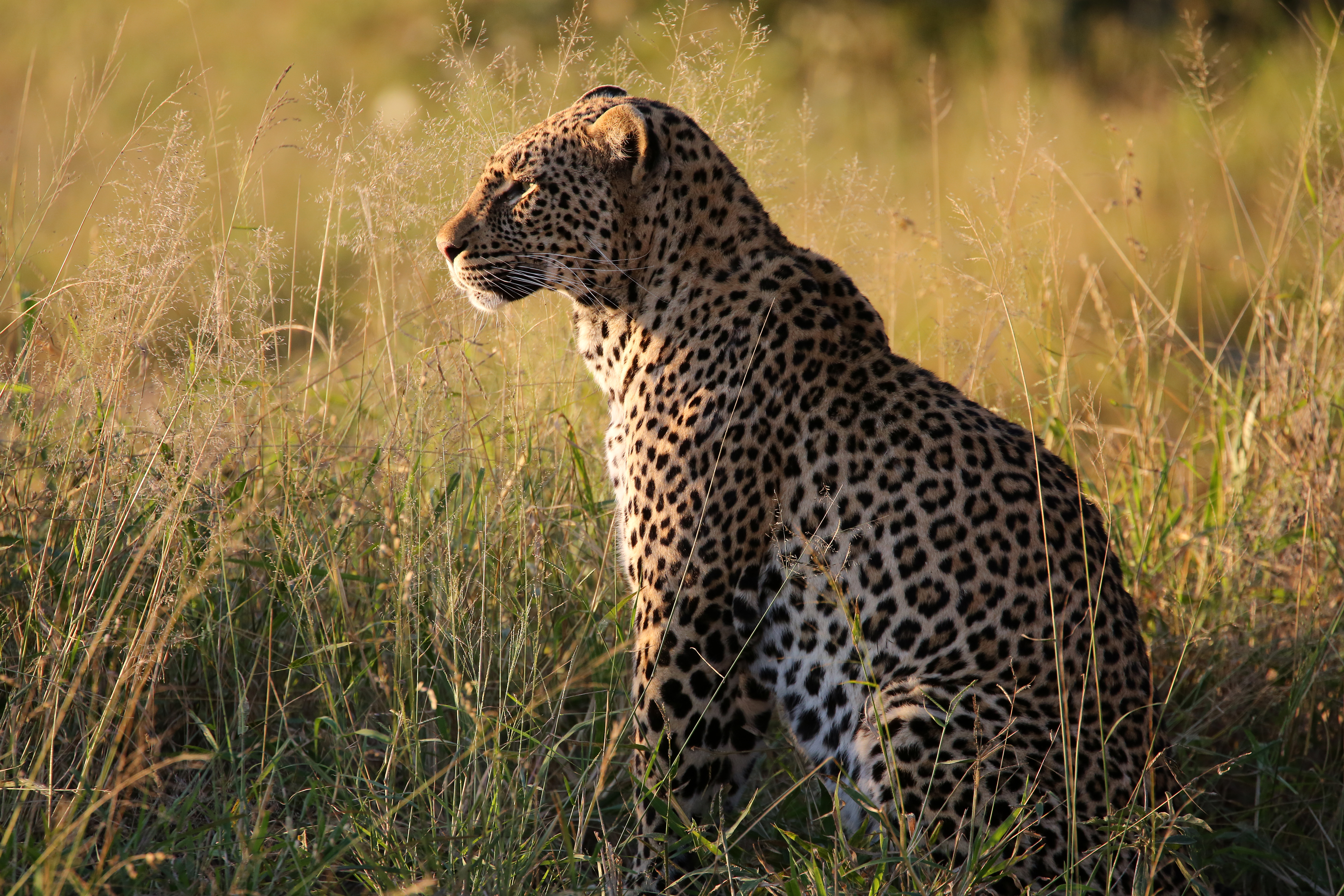 Leopard beast, big cat, predator, grass 8k Backgrounds