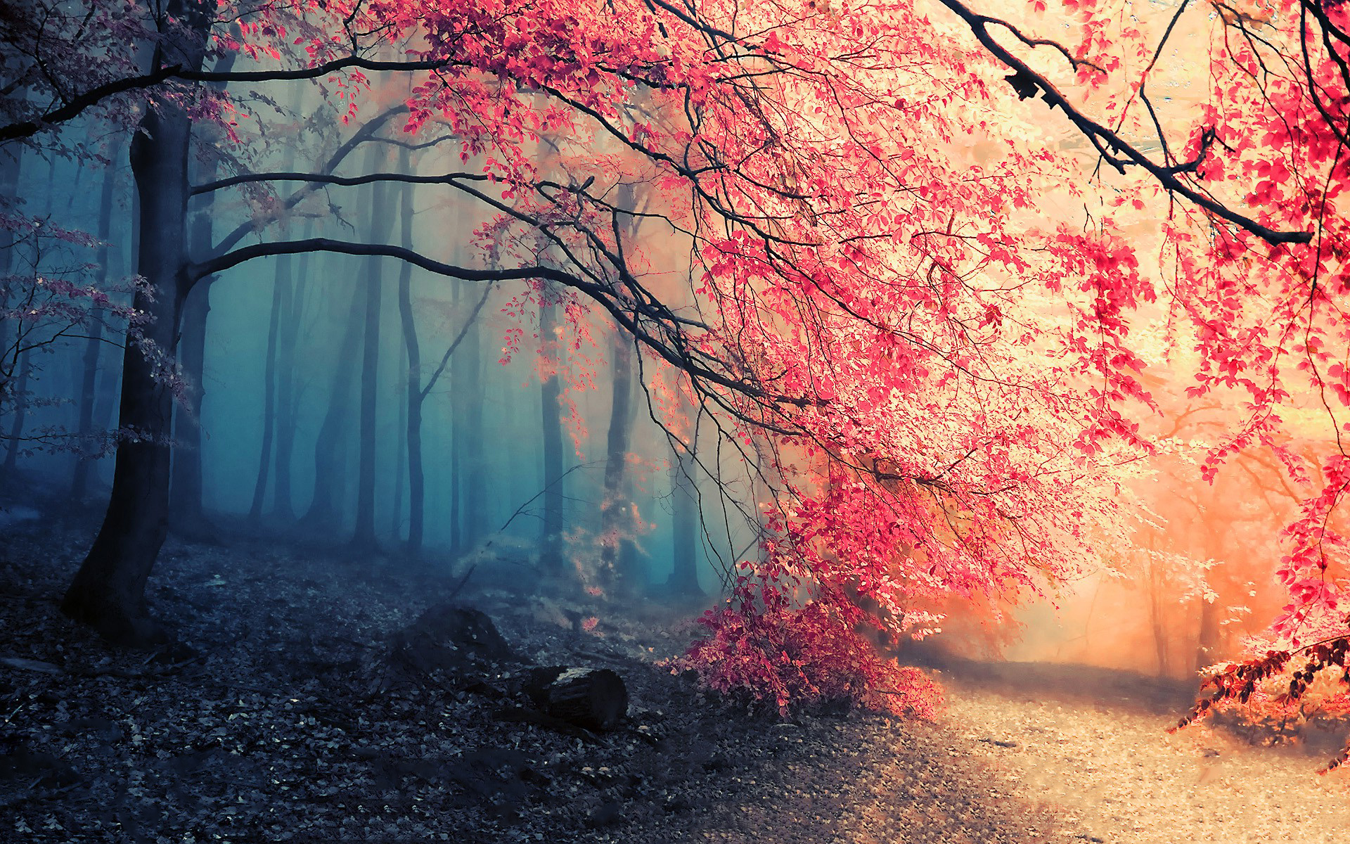 nature, forest, tree, earth, fog, path, fall Full HD