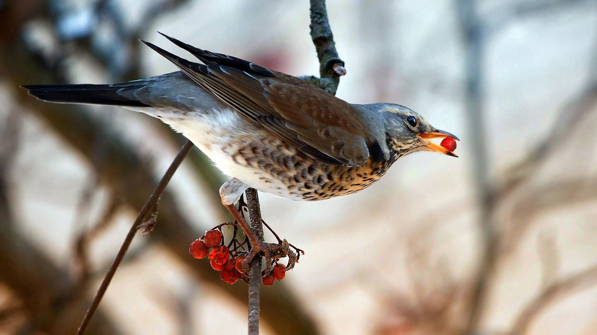 branch, berry, animals, bird Free HD pic