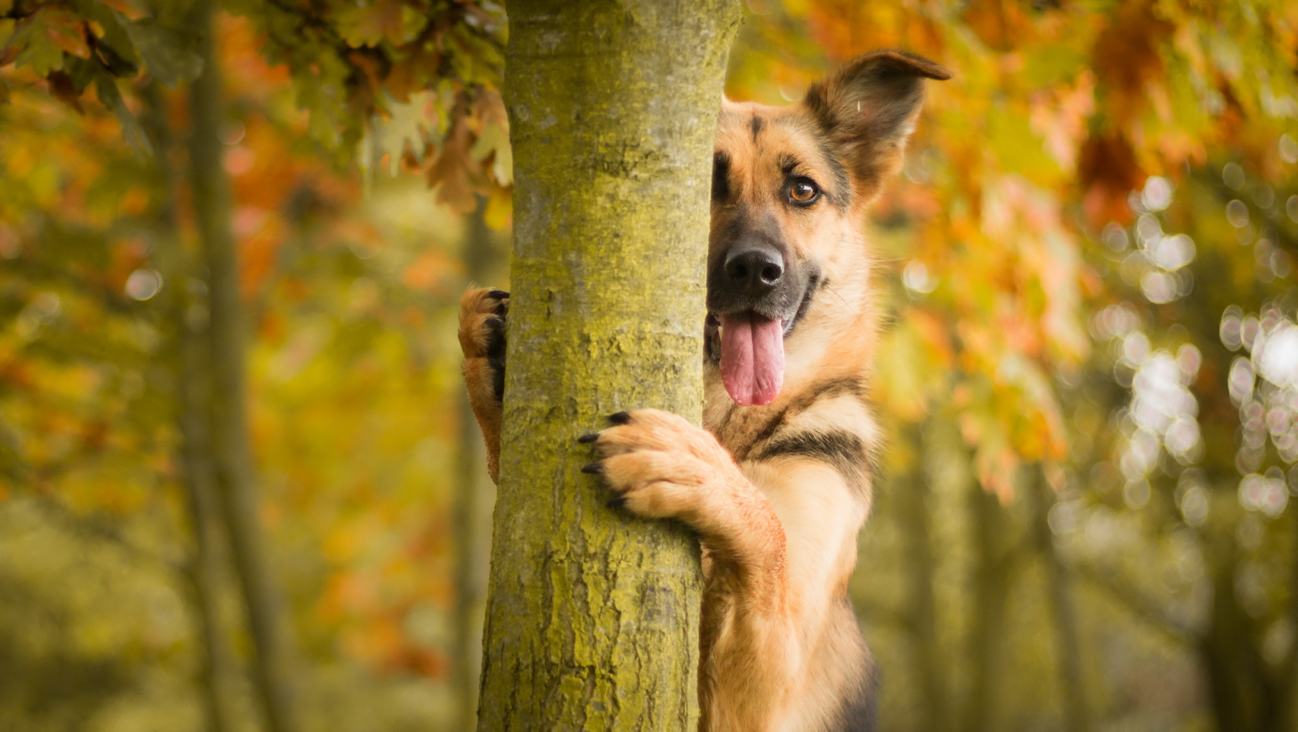62635 download wallpaper animals, wood, tree, dog, protruding tongue, tongue stuck out screensavers and pictures for free