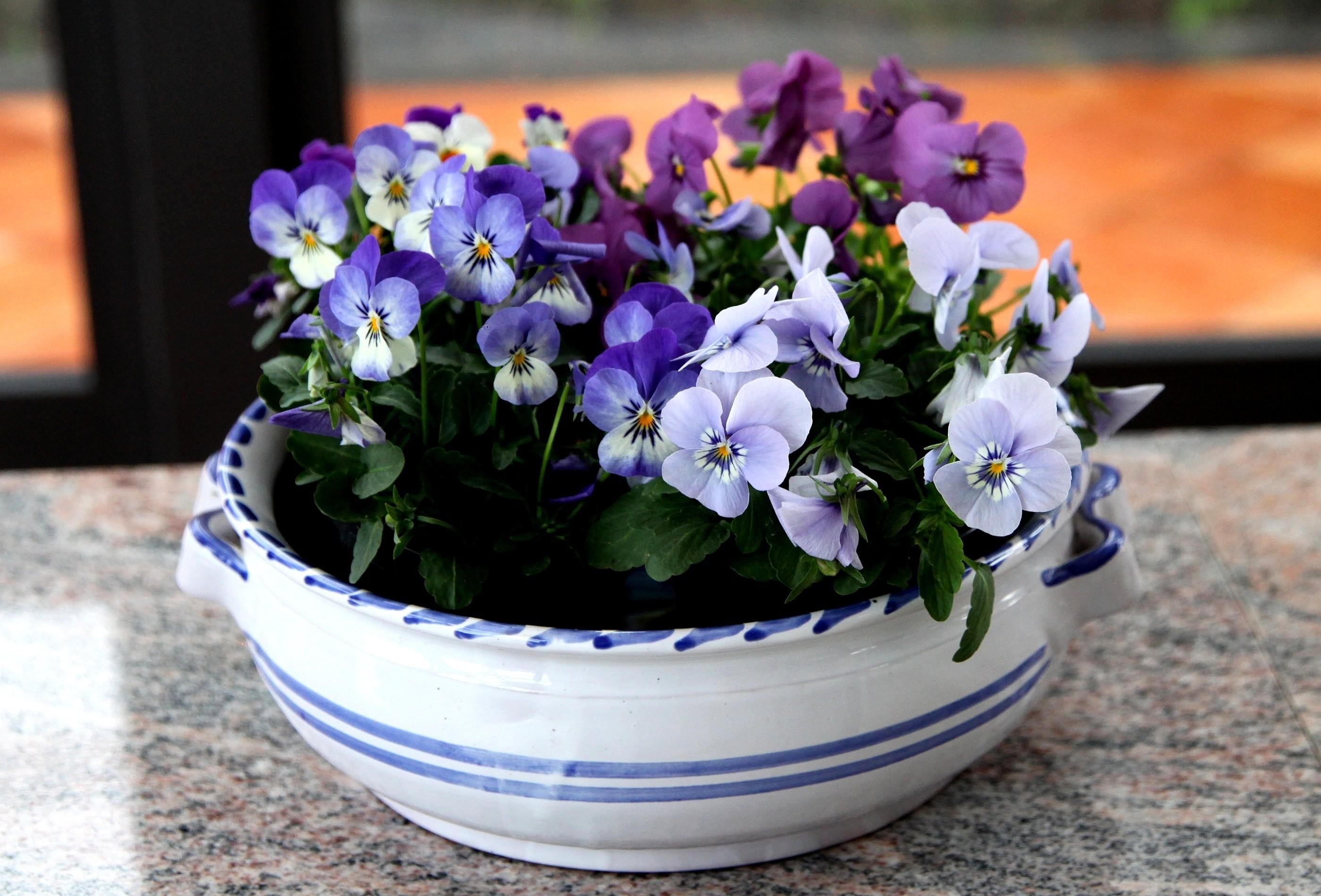Free Images flowers, small, bowl, table Pansies