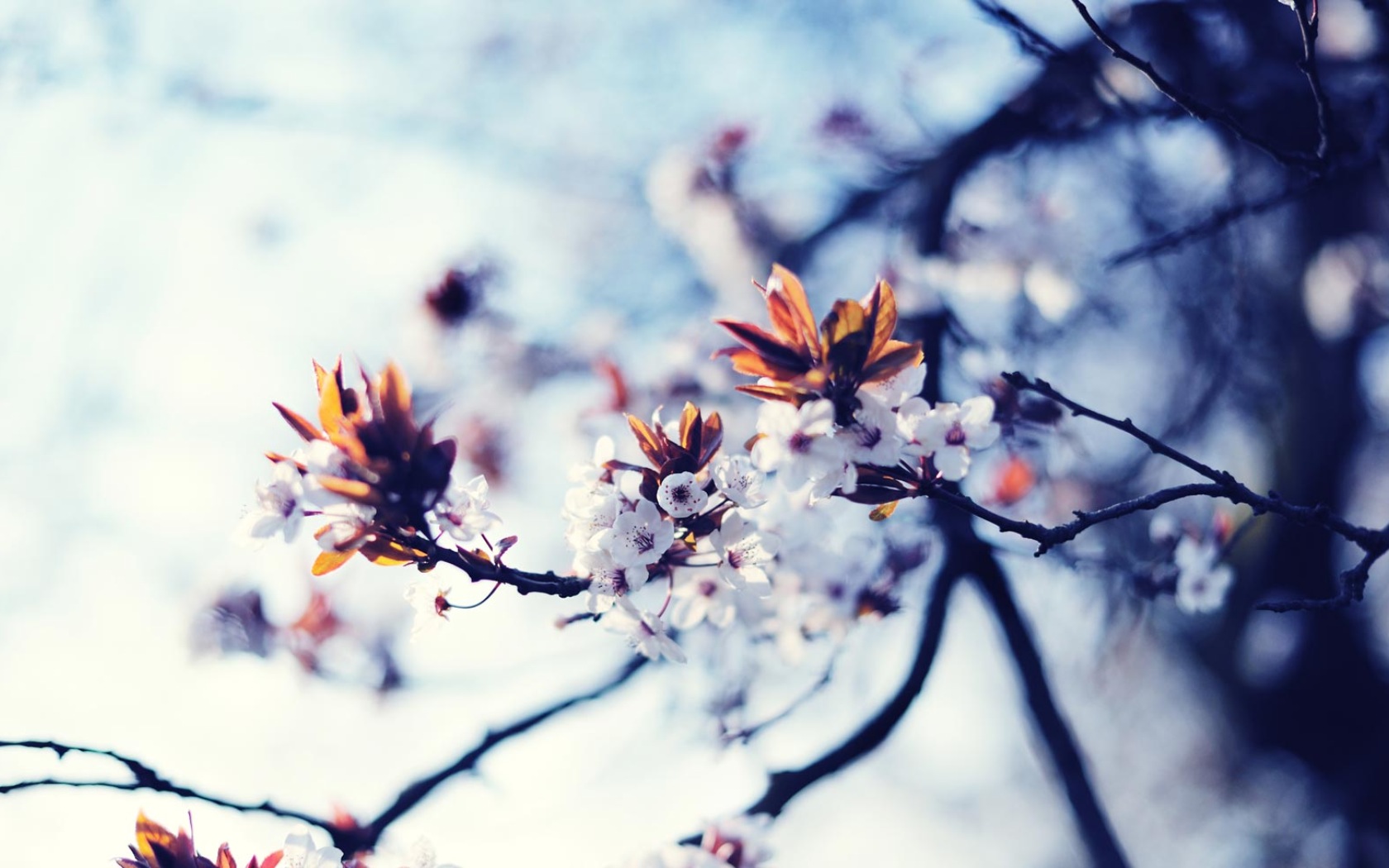 wallpapers tree, blossom, bud, flowers, earth