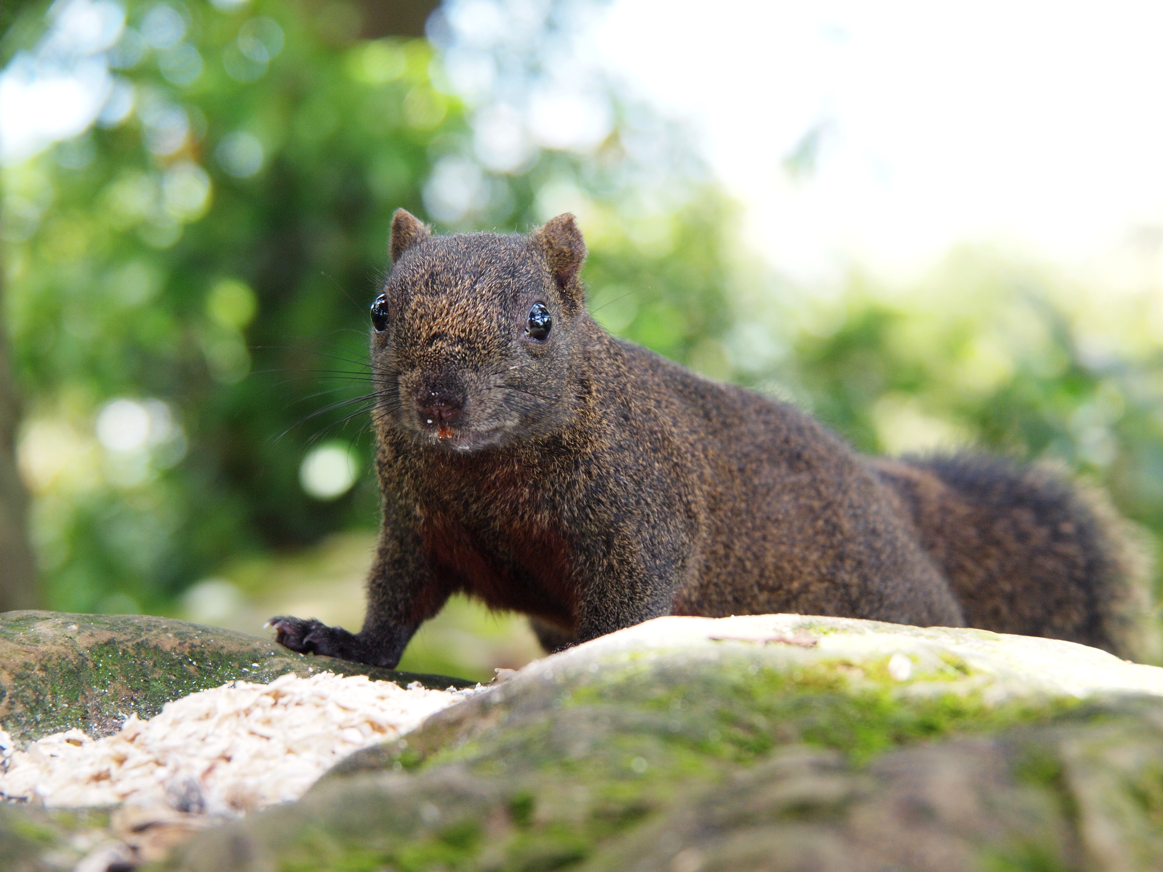 69695 Bild herunterladen tiere, eichhörnchen, meinung, sicht, kriechen - Hintergrundbilder und Bildschirmschoner kostenlos
