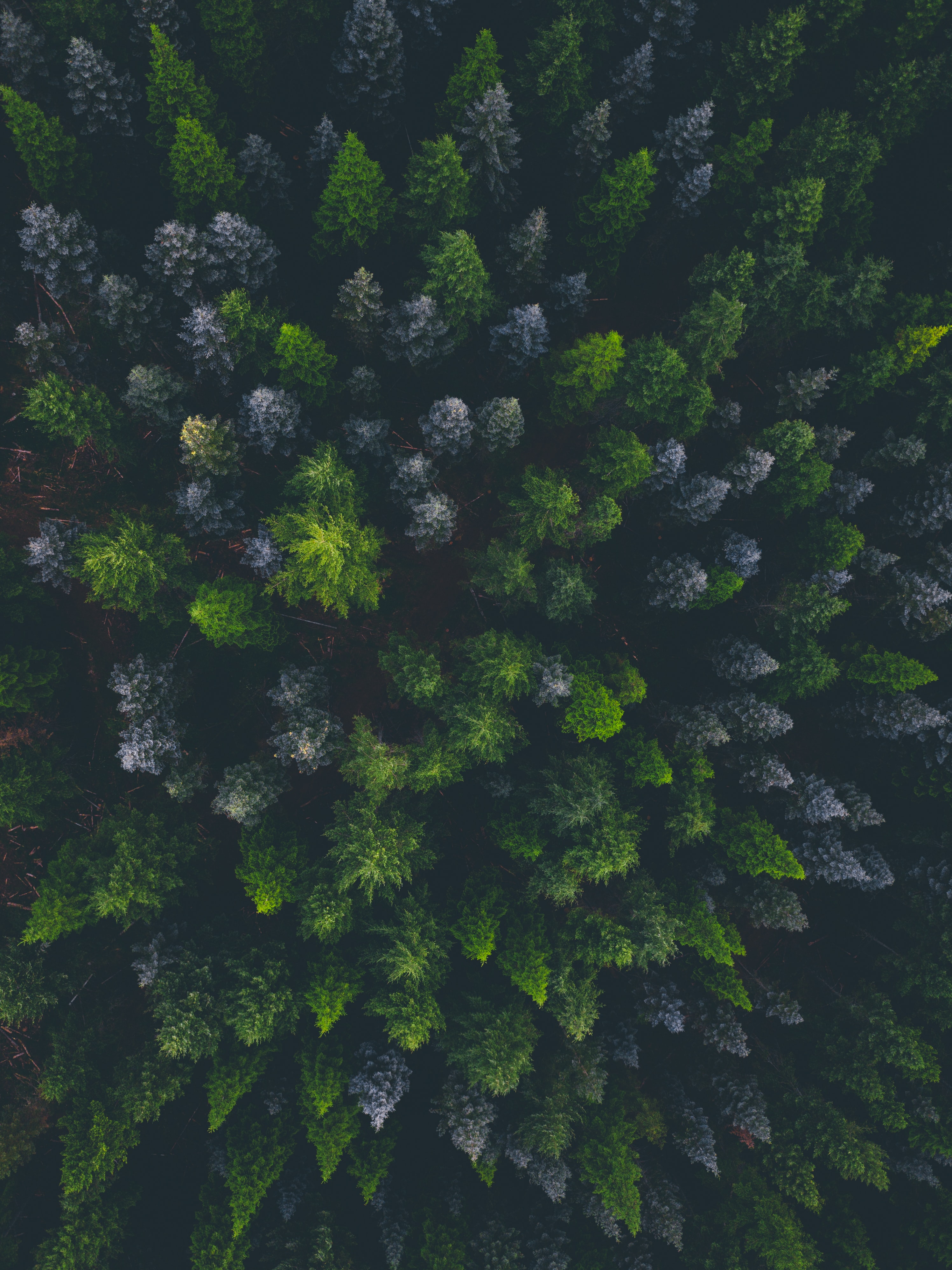 nature, view from above, dark, forest, spruce, fir phone background